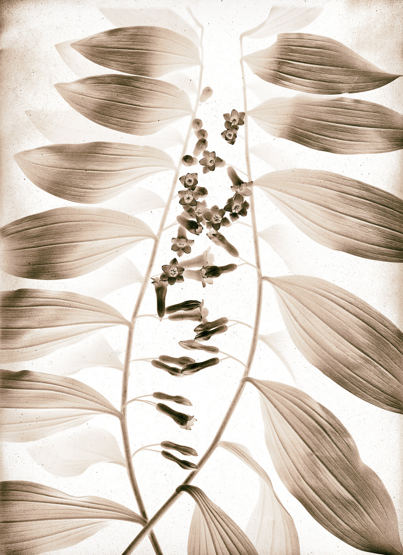   Solomon Seal in Flower , 2019  Archival pigment print  20" x 14.5" 