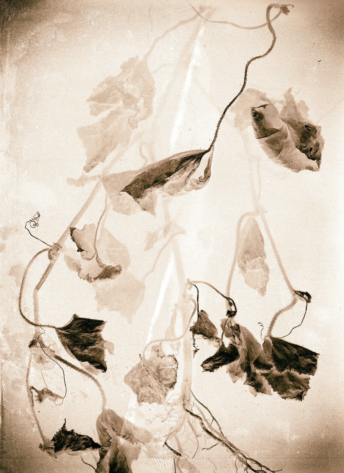   Dried Cucumber Vine,  2020  Archival pigment print  20" x 14.5" 
