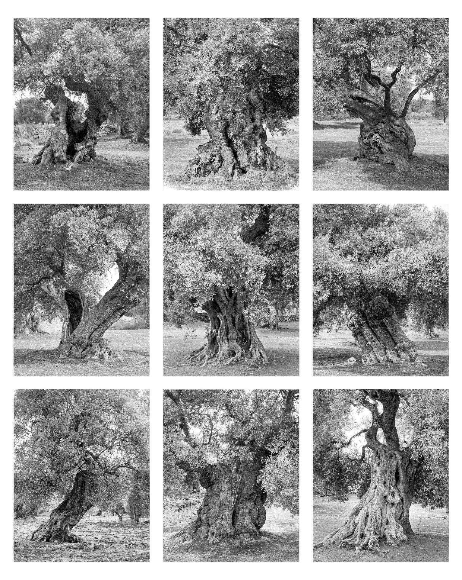   Typology - Olive Trees,  2020  Inkjet print  17" x 22" 