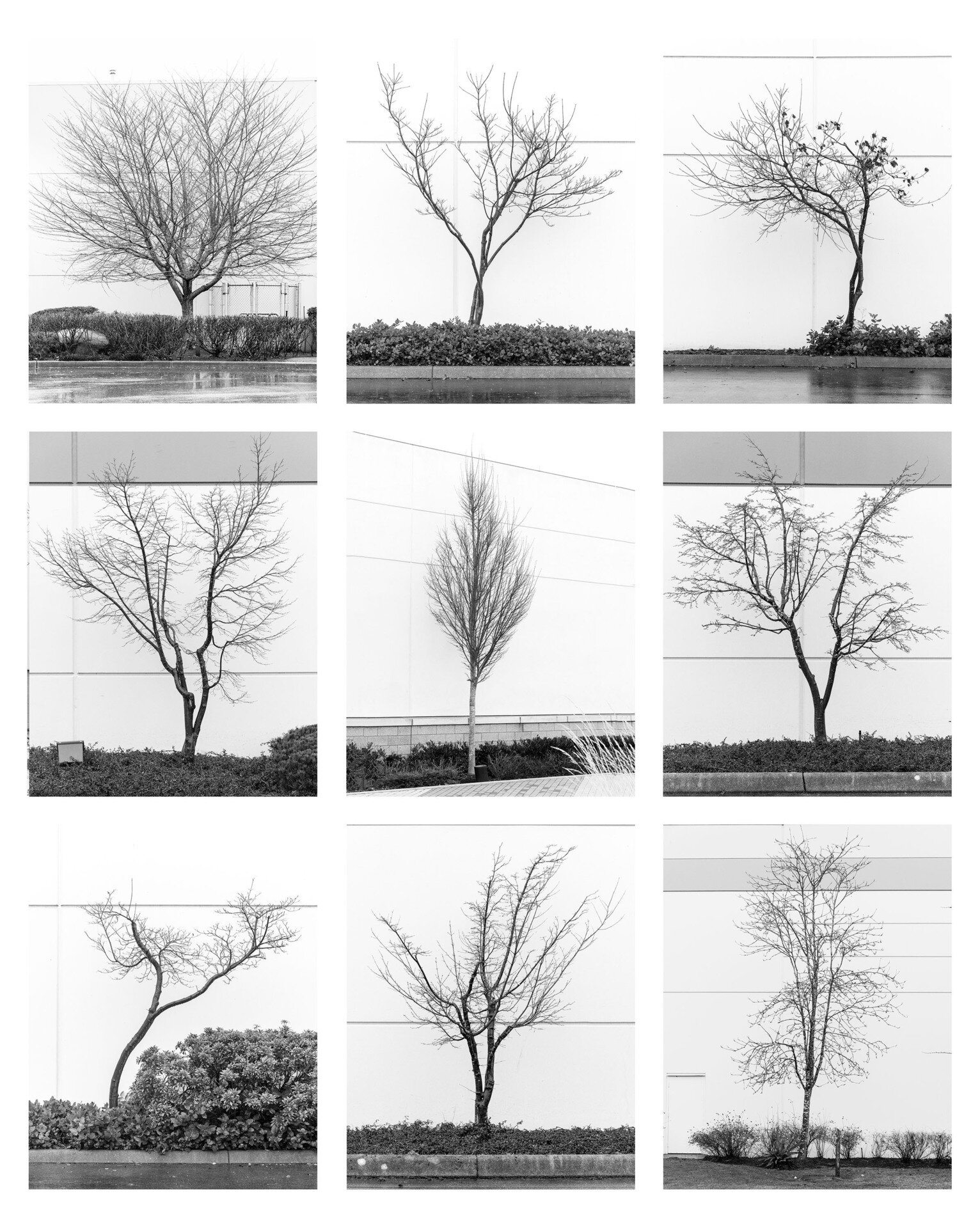   Typology - Parking Lot Trees , 2020  Inkjet print  22" x 17" 