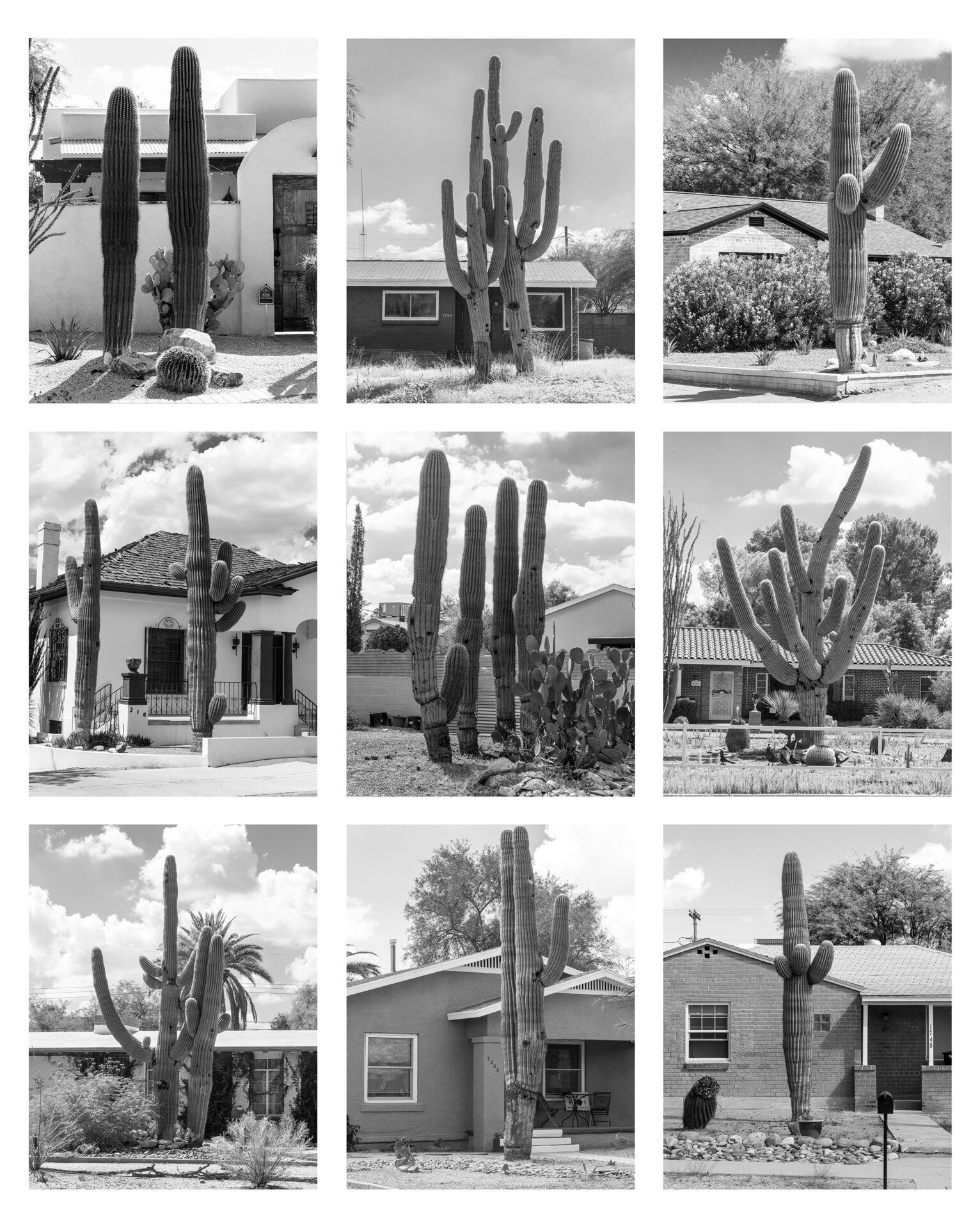   Typology - Tuscon Saguaros , 2019  Inkjet print  22" x 17" 