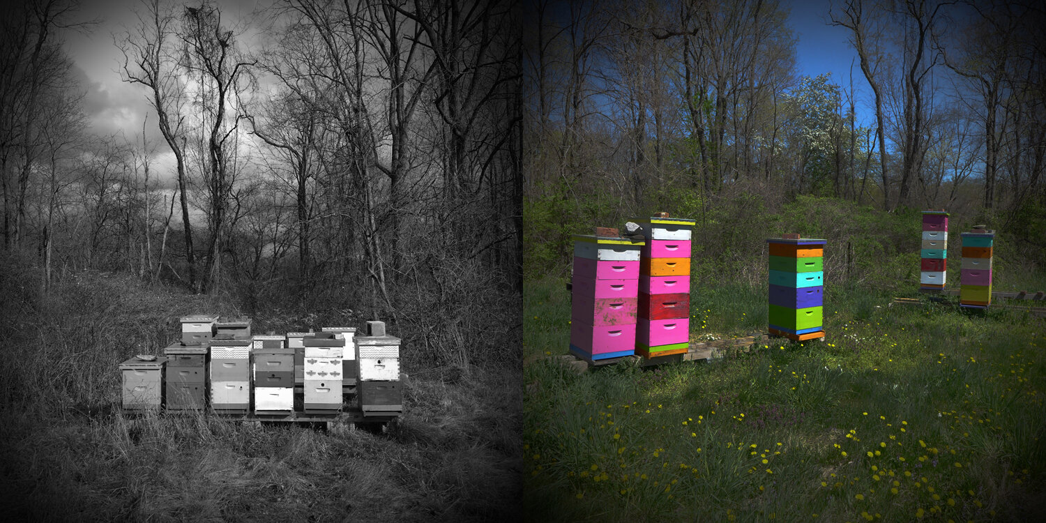 Beehives Then &amp; Now