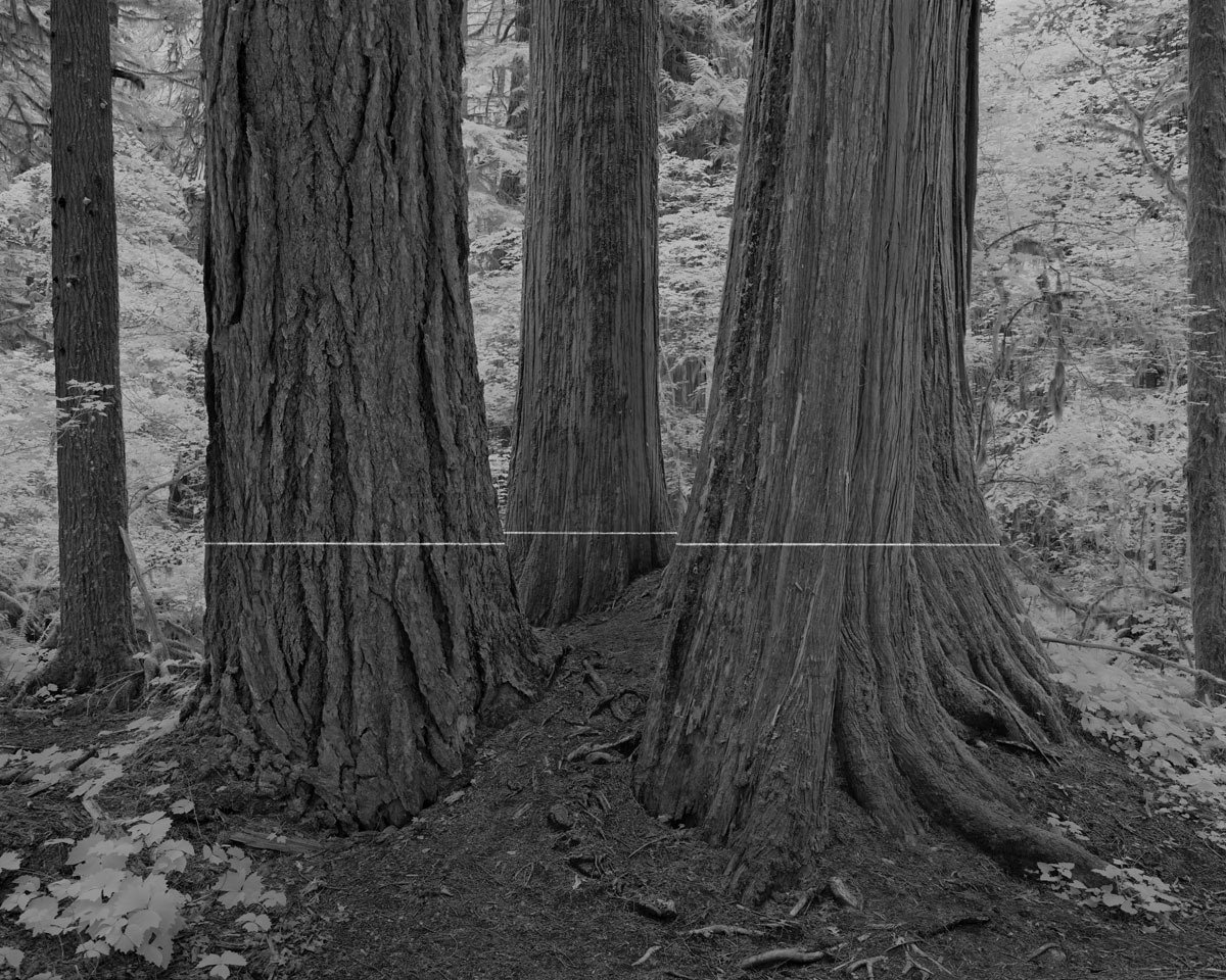Cedar Flats II, seven feet four inches in diameter