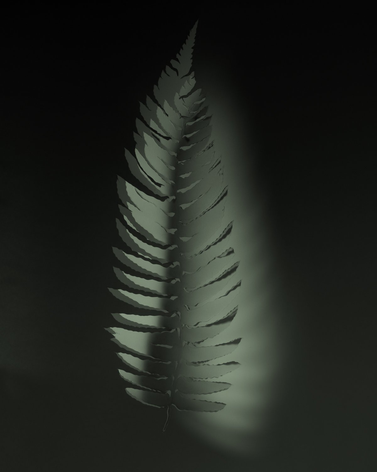 Sword Fern