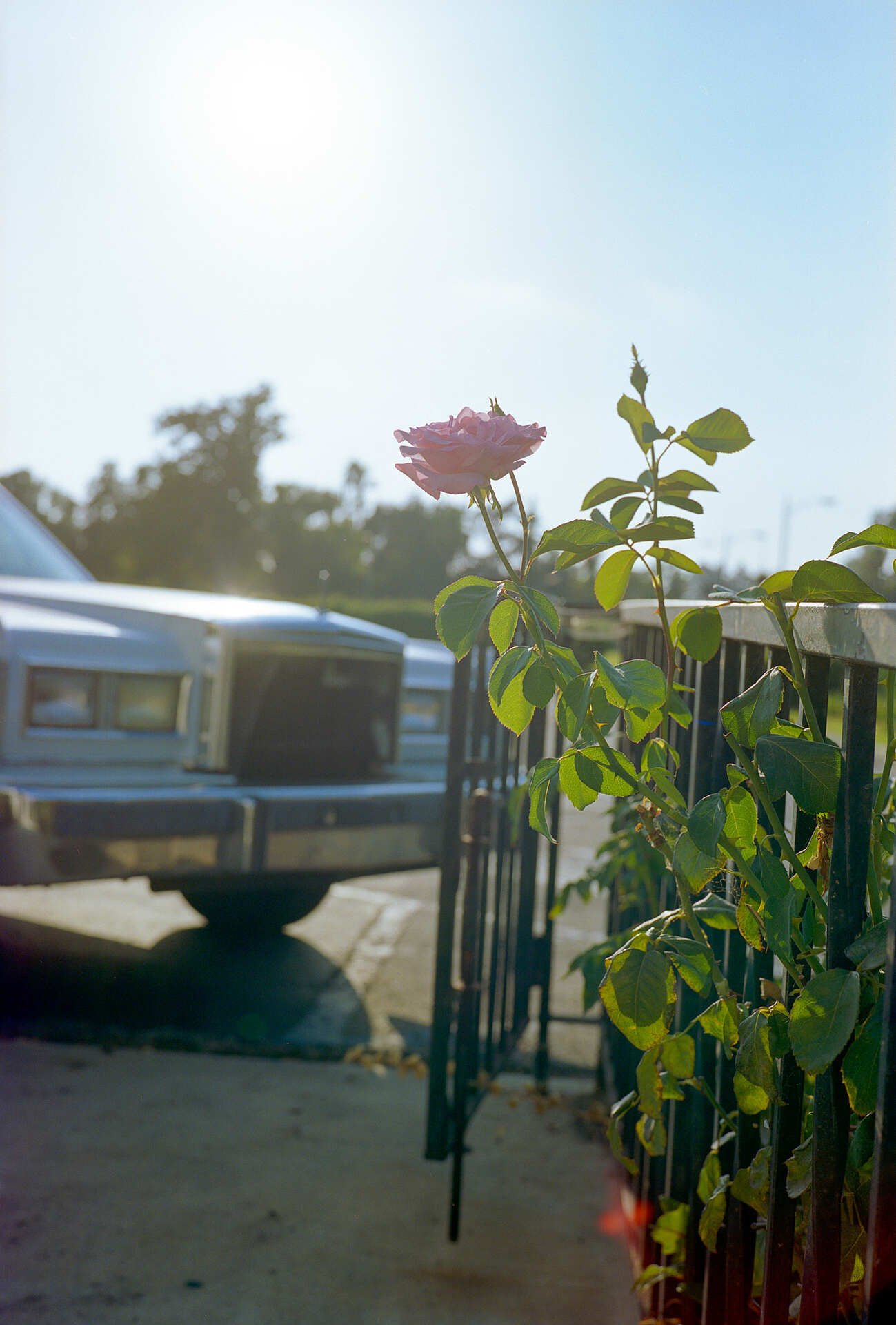 Parking Lot Flower