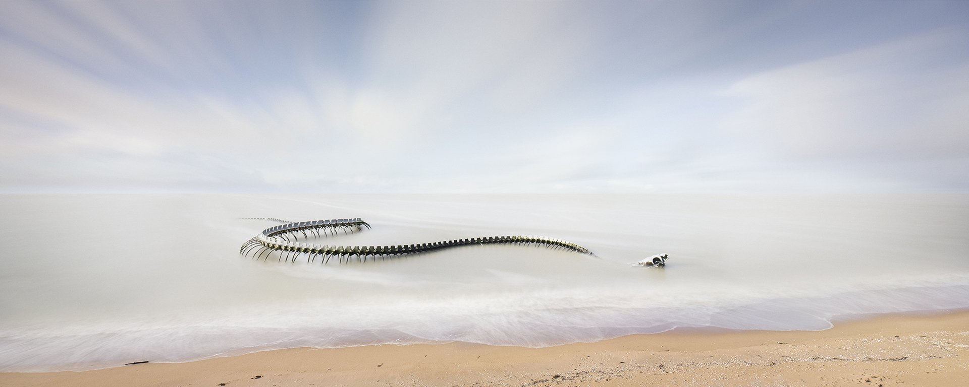 Serpent d'Ocean