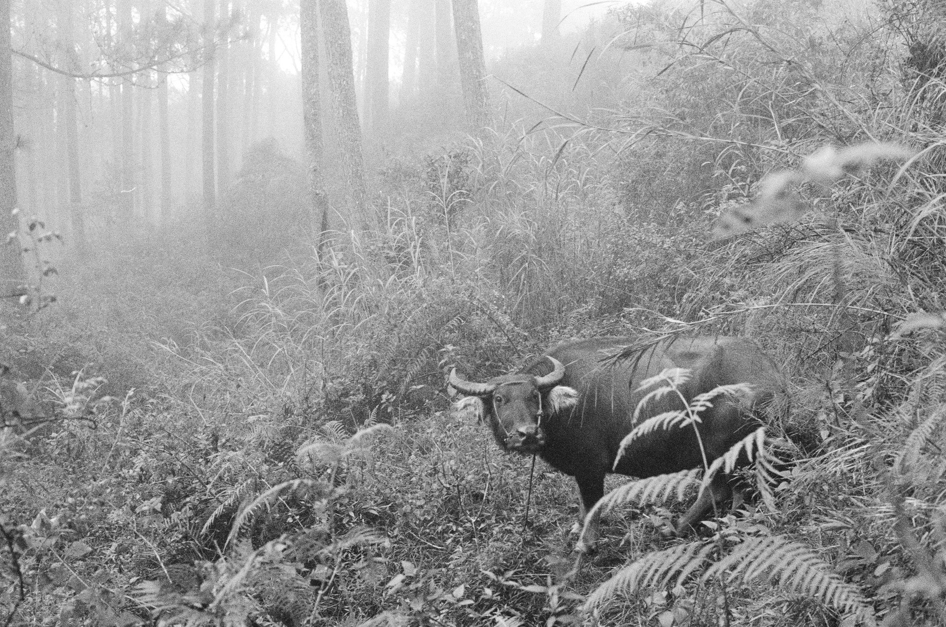 Carabao in the Mountains