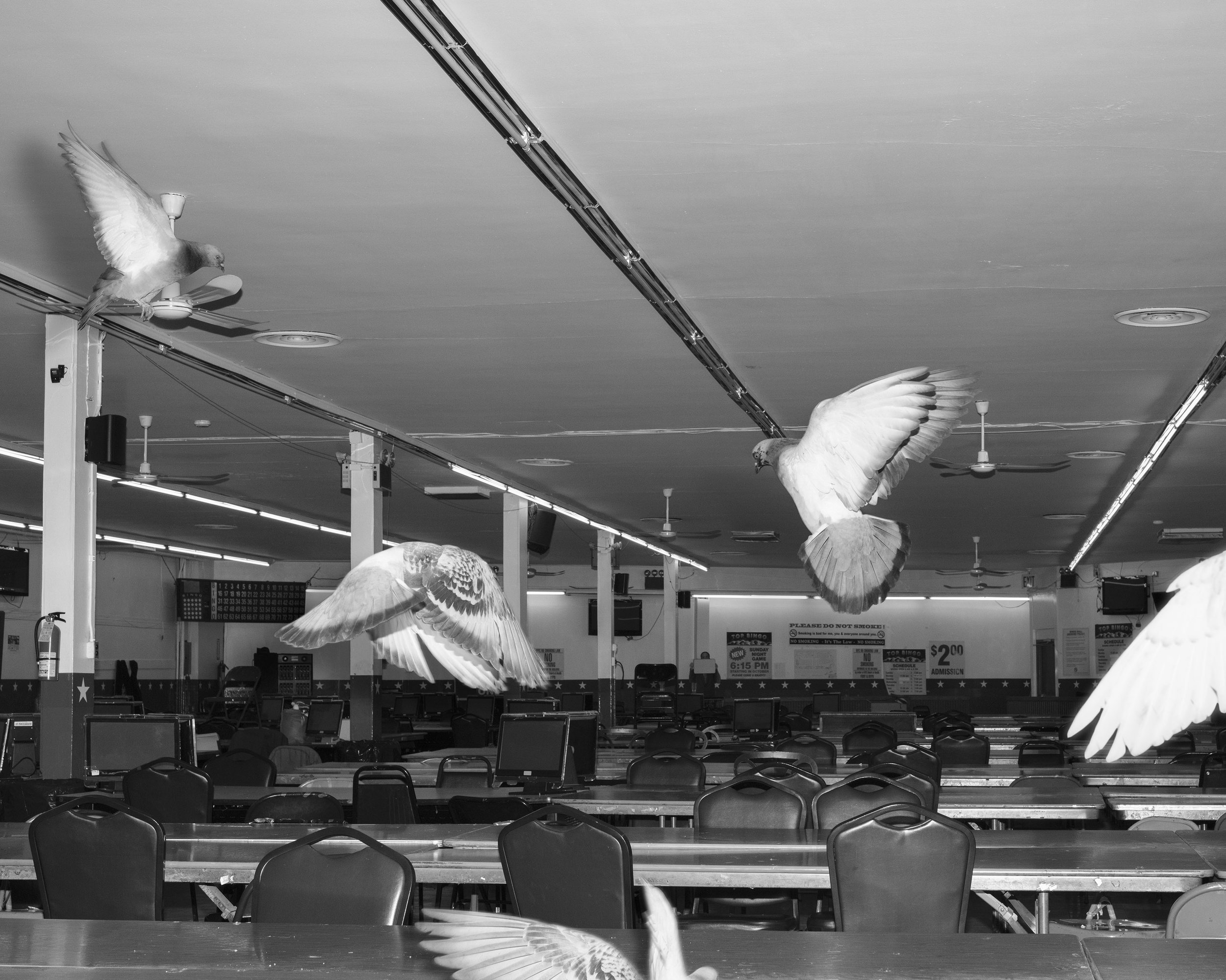 Birds, Bingo, 2016