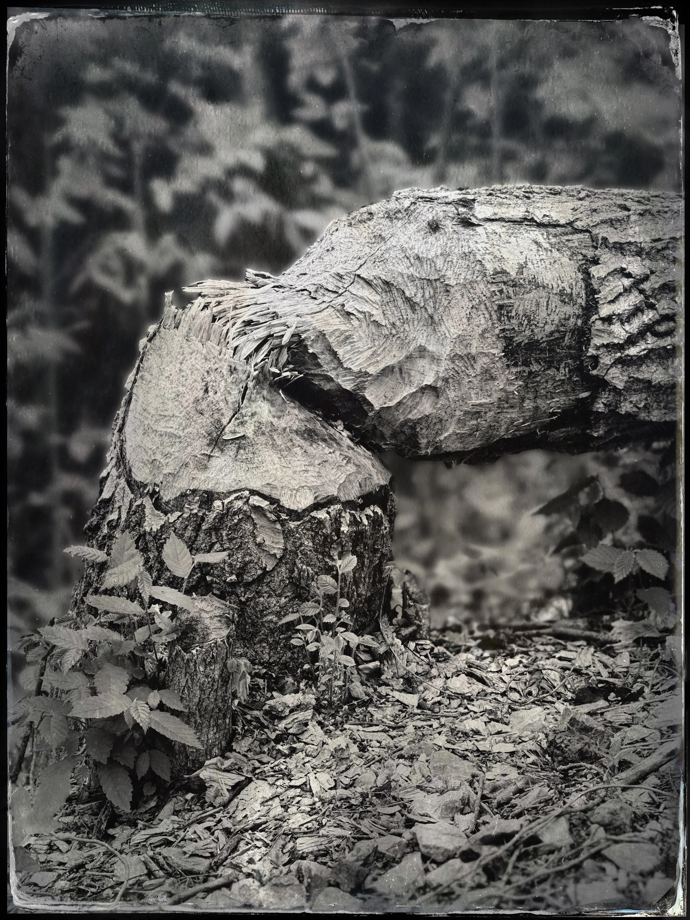 Copy of Mihaly_Julie_TreeFelledByBeavers - Julie Mihaly.JPG