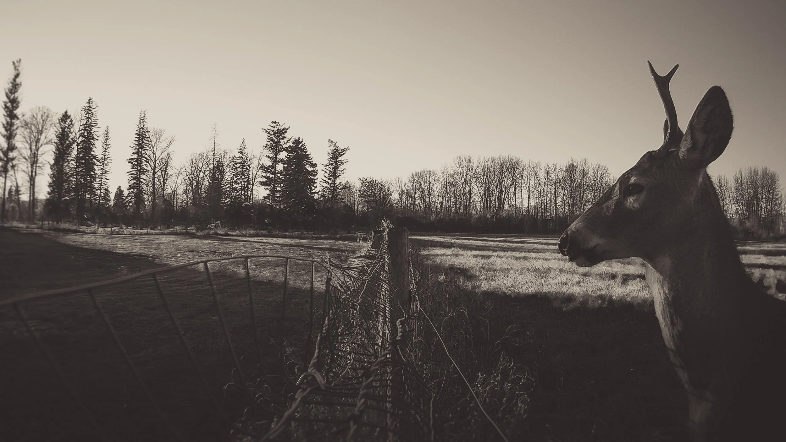 Image © Lauren Grabelle