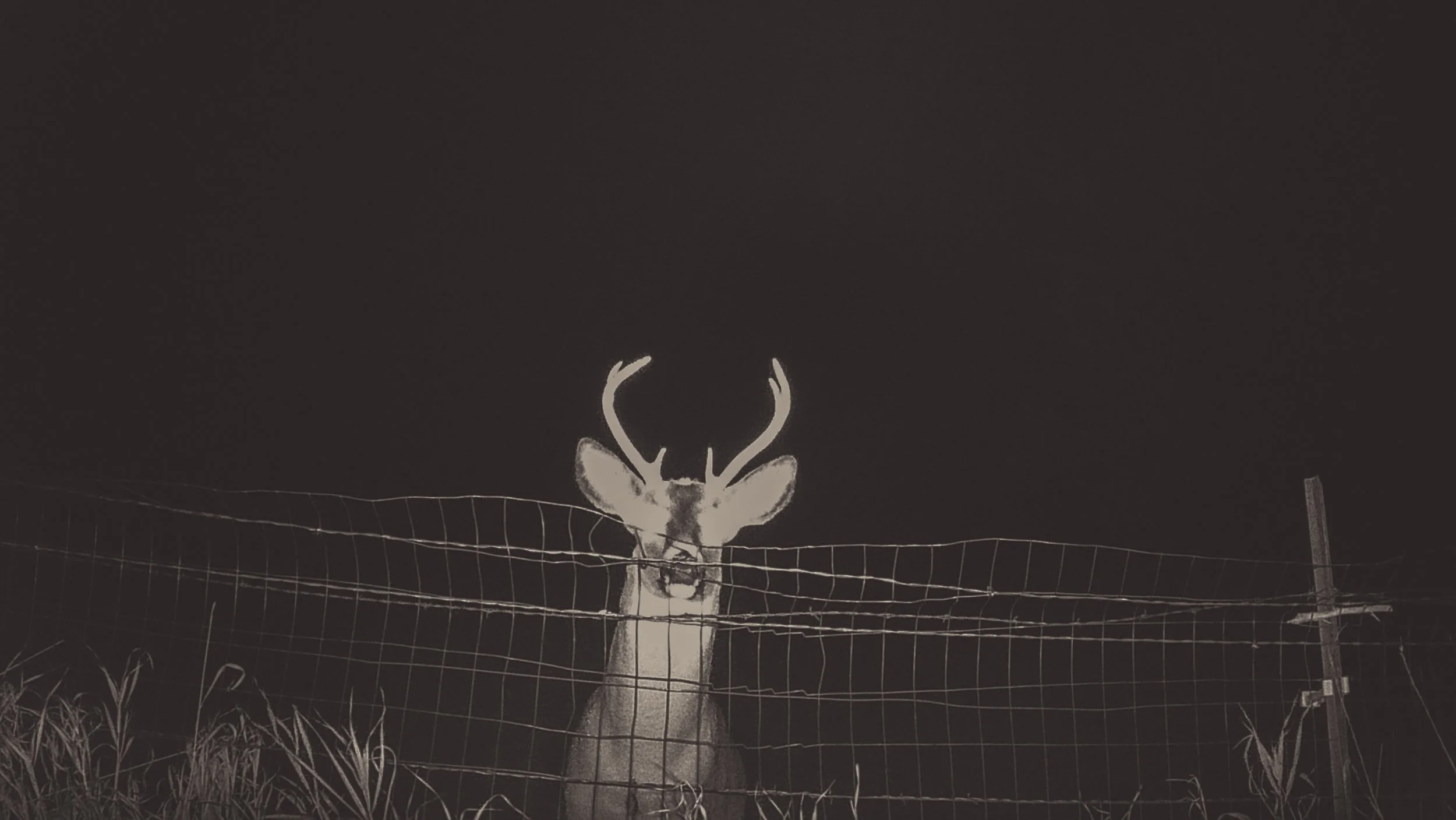 Image © Lauren Grabelle