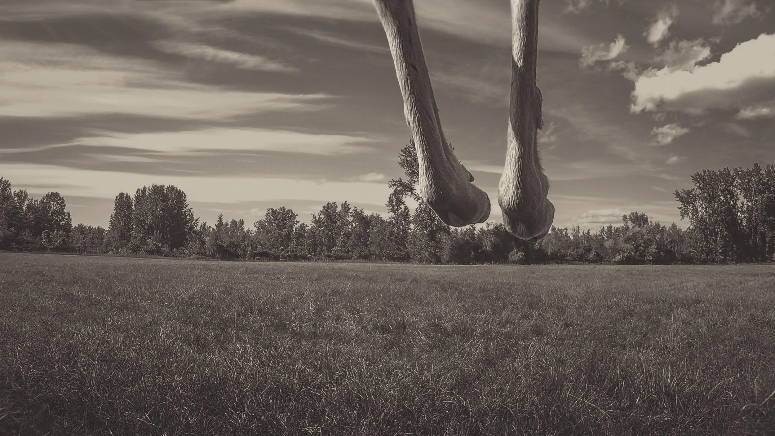 Image © Lauren Grabelle