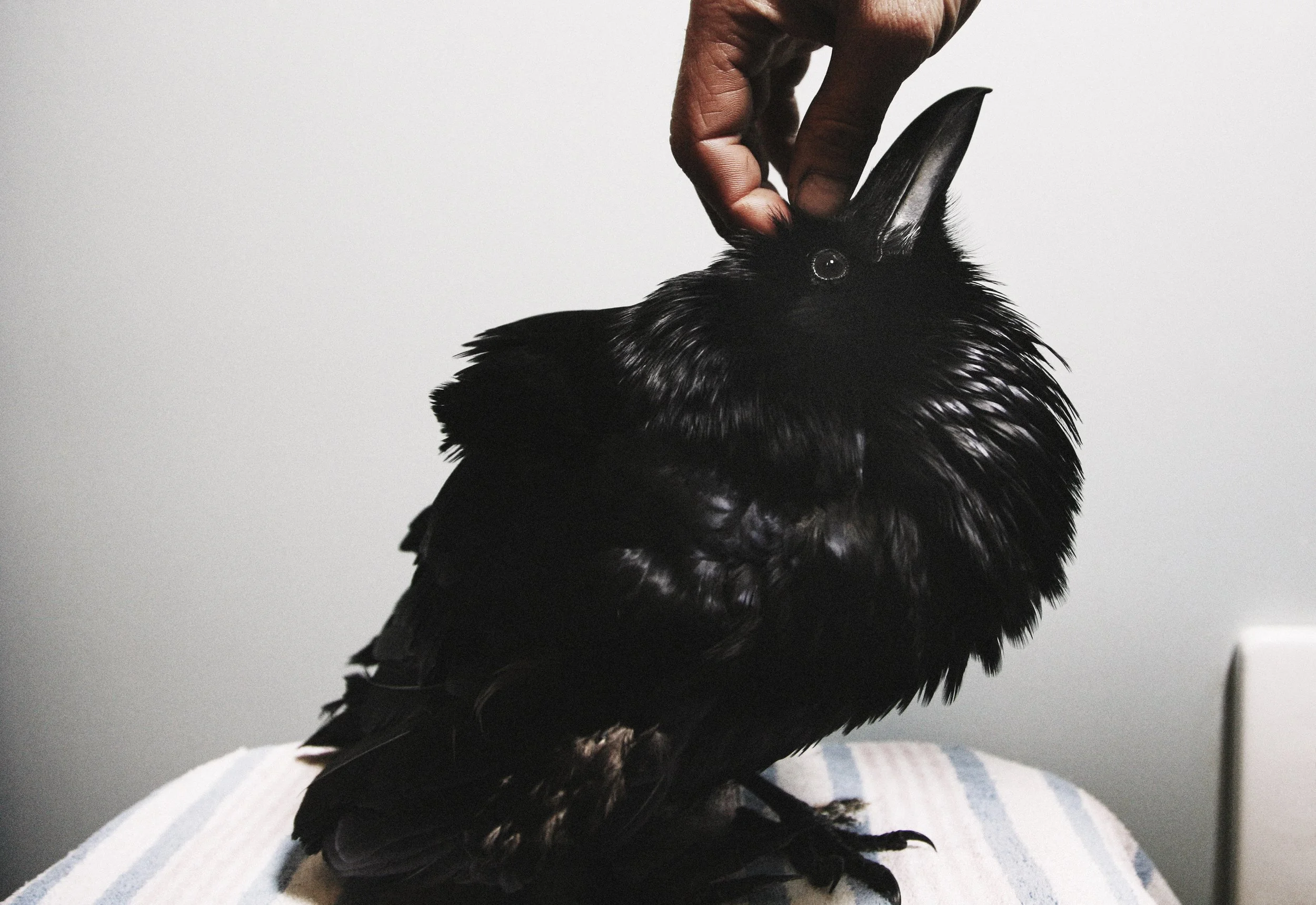 Annie Marie Musselman