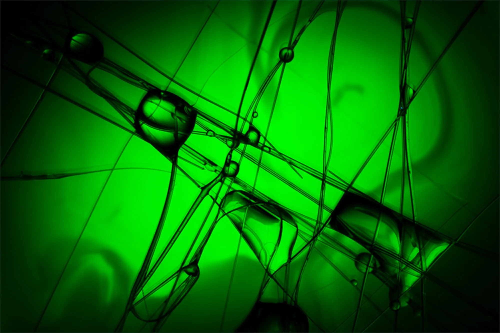 Image © Miguel Adrian Anselmo Espitia