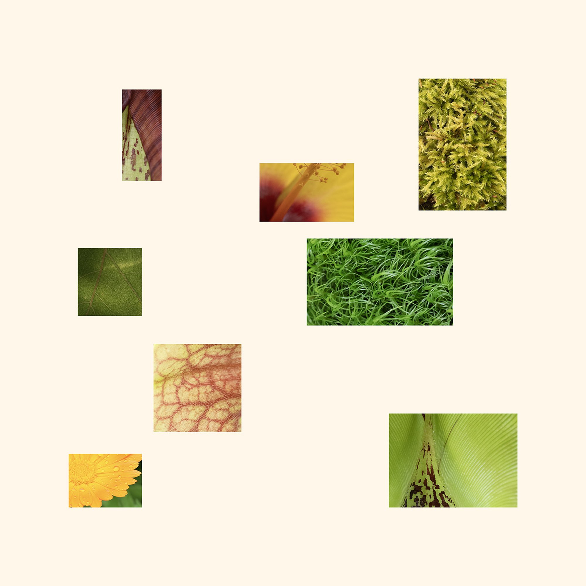 Image © Carl Schubert