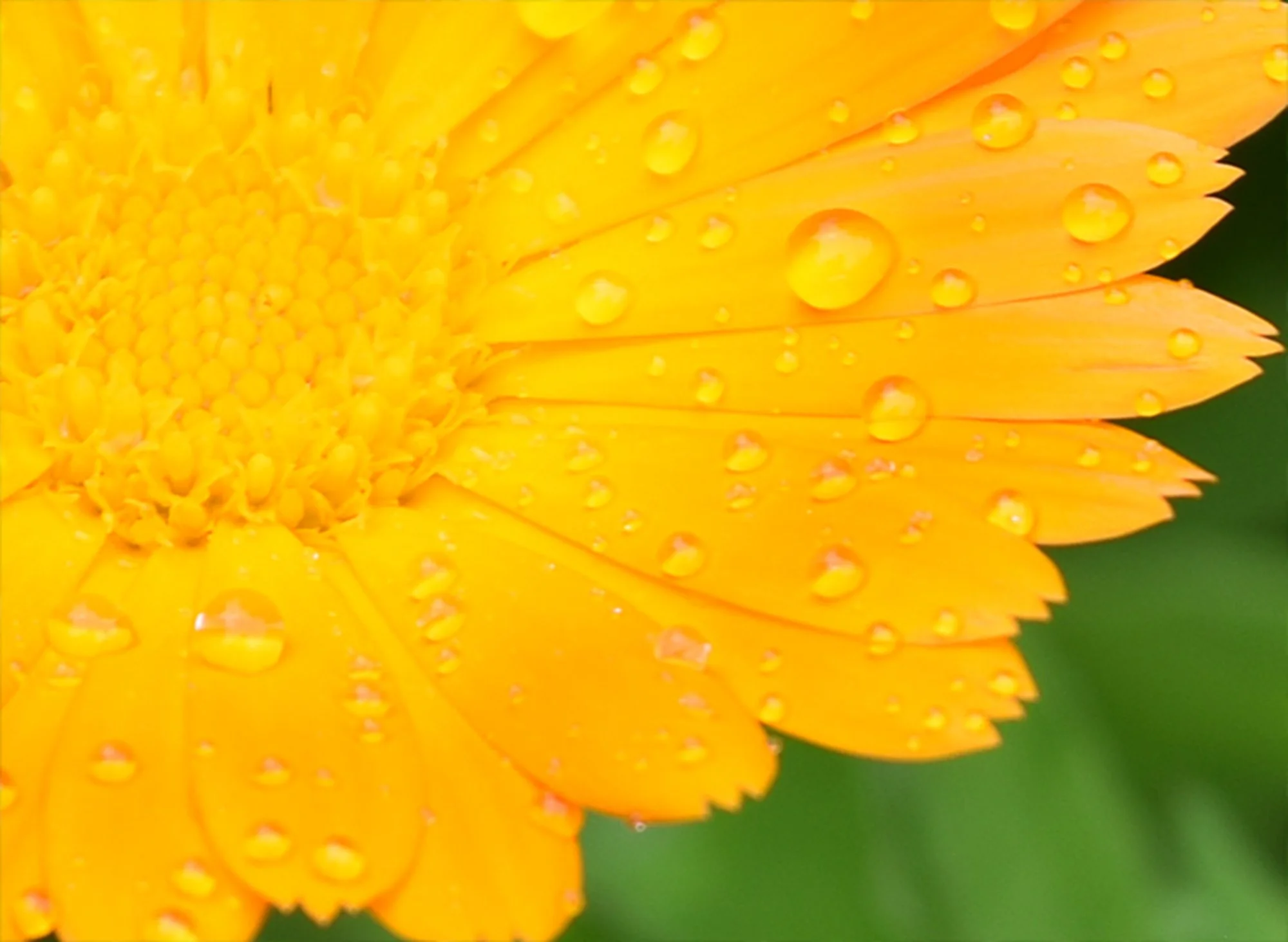 Image © Carl Schubert