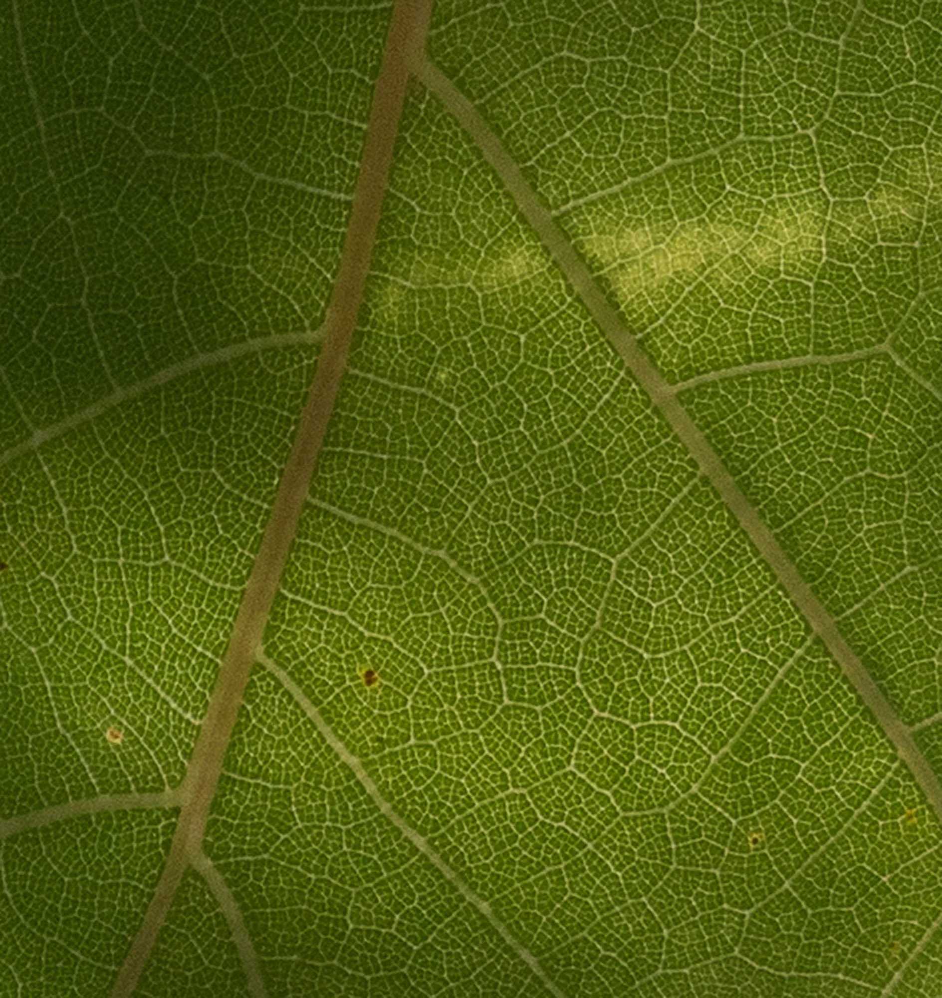 Image © Carl Schubert