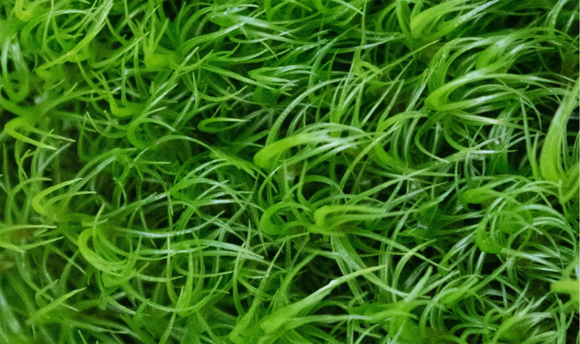 Image © Carl Schubert