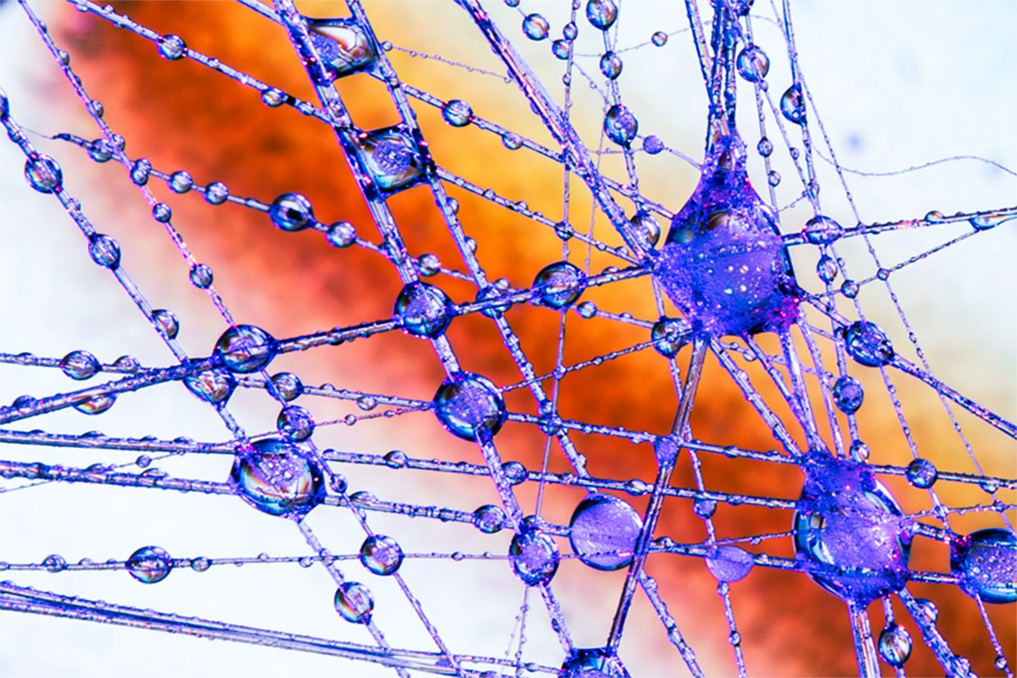 Introspection: New Work from PNCA Photo Students