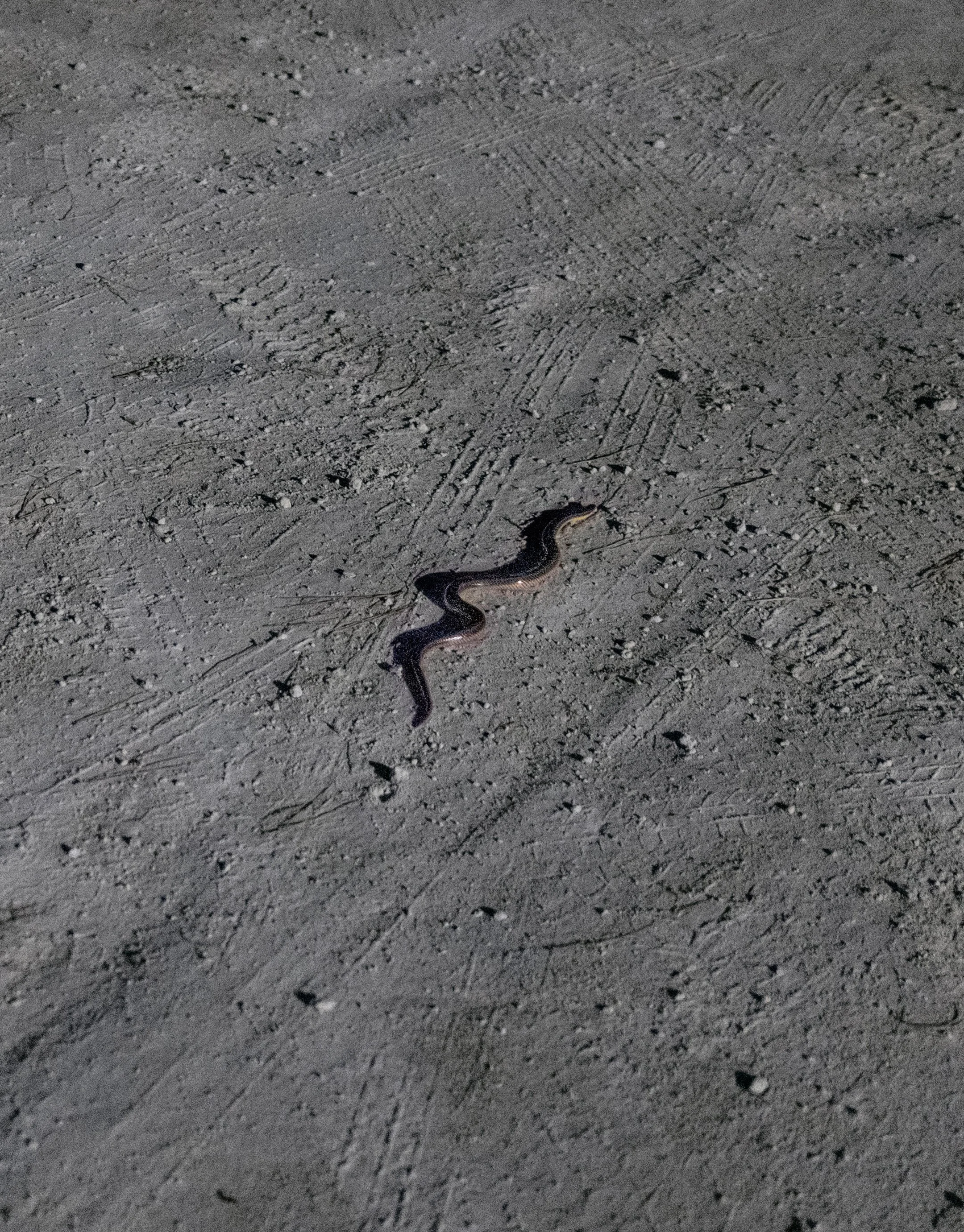 Cottonmouth transformations, 2023