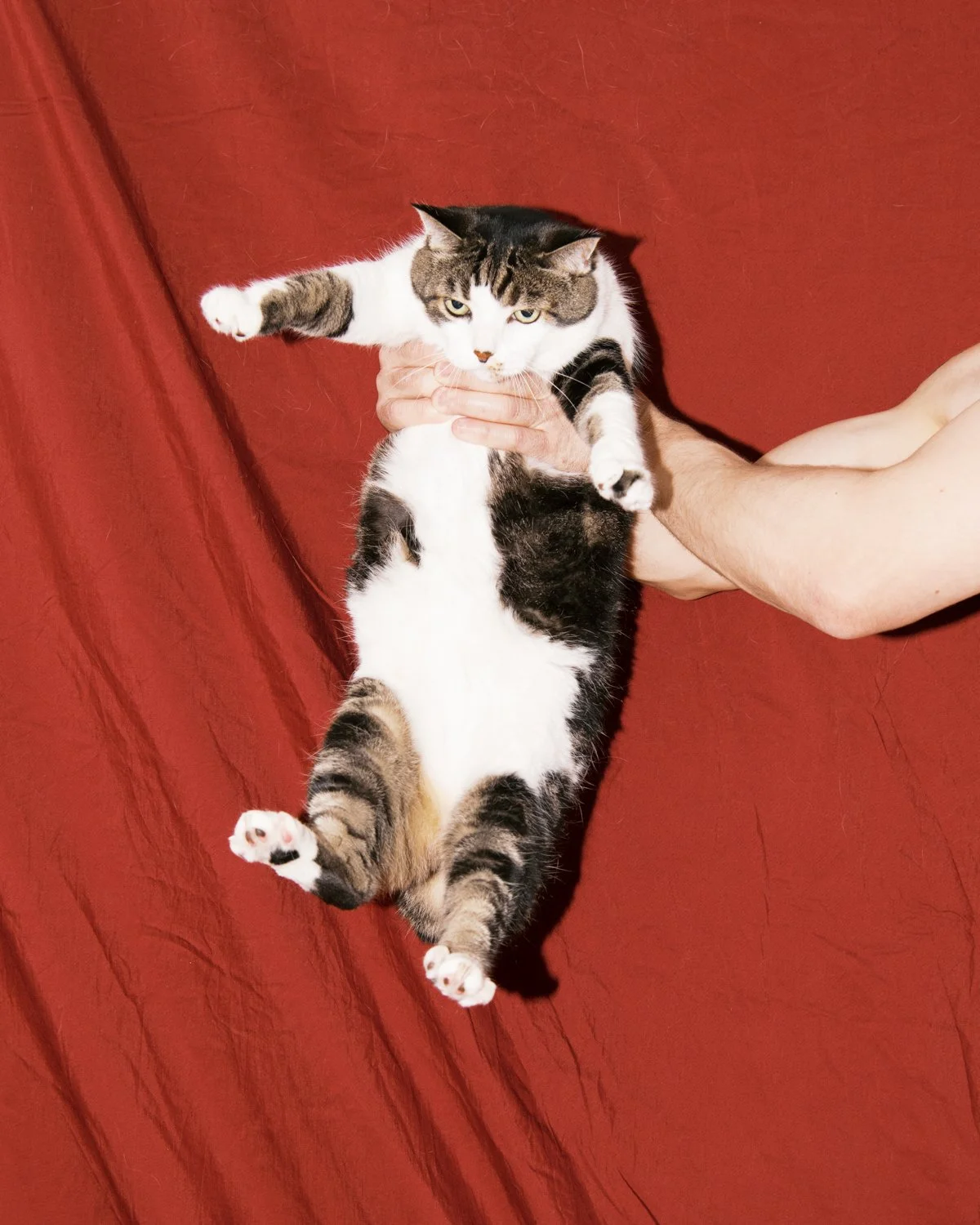 The Cat Show