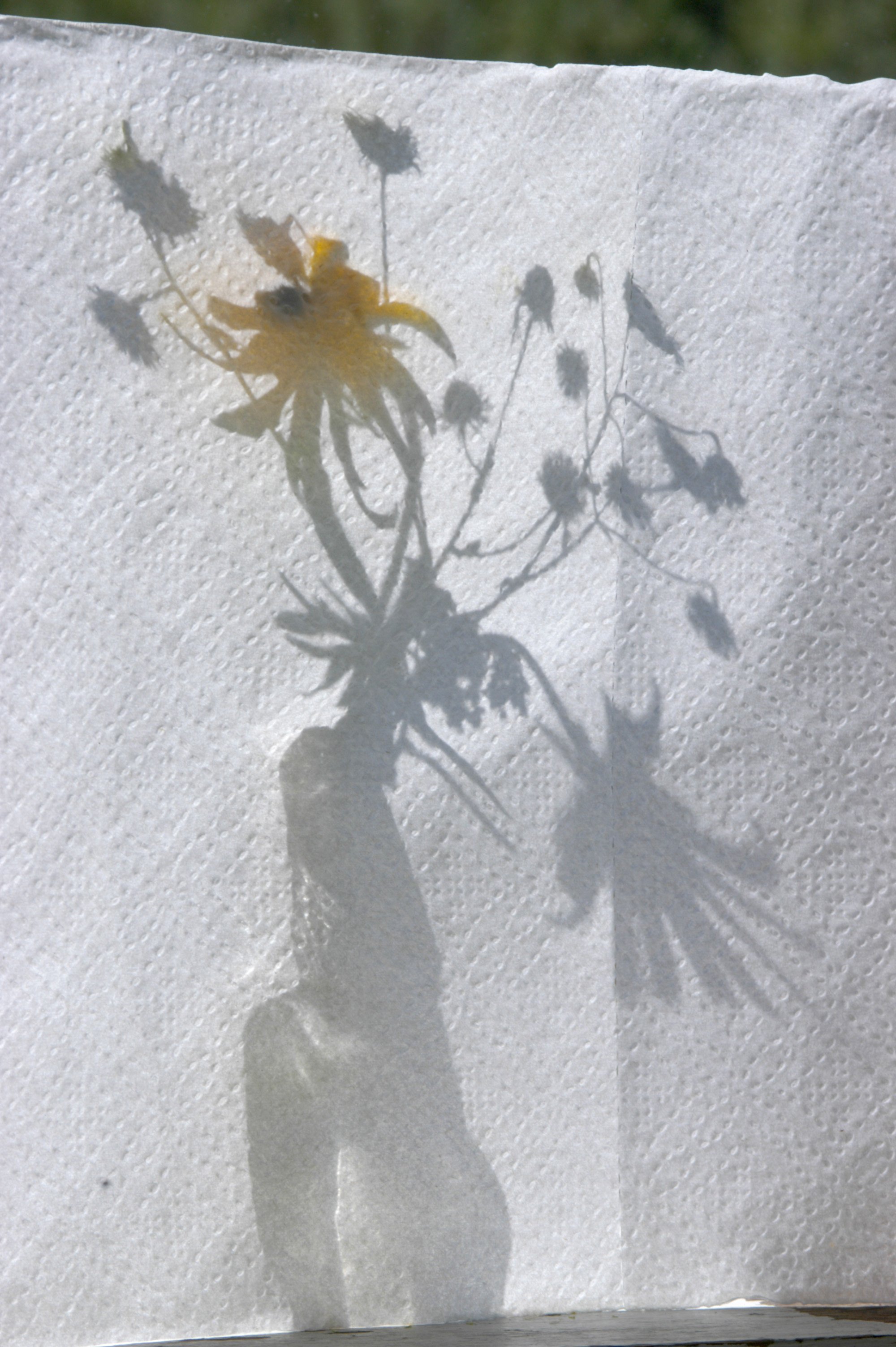 Donna Mitchell New 2