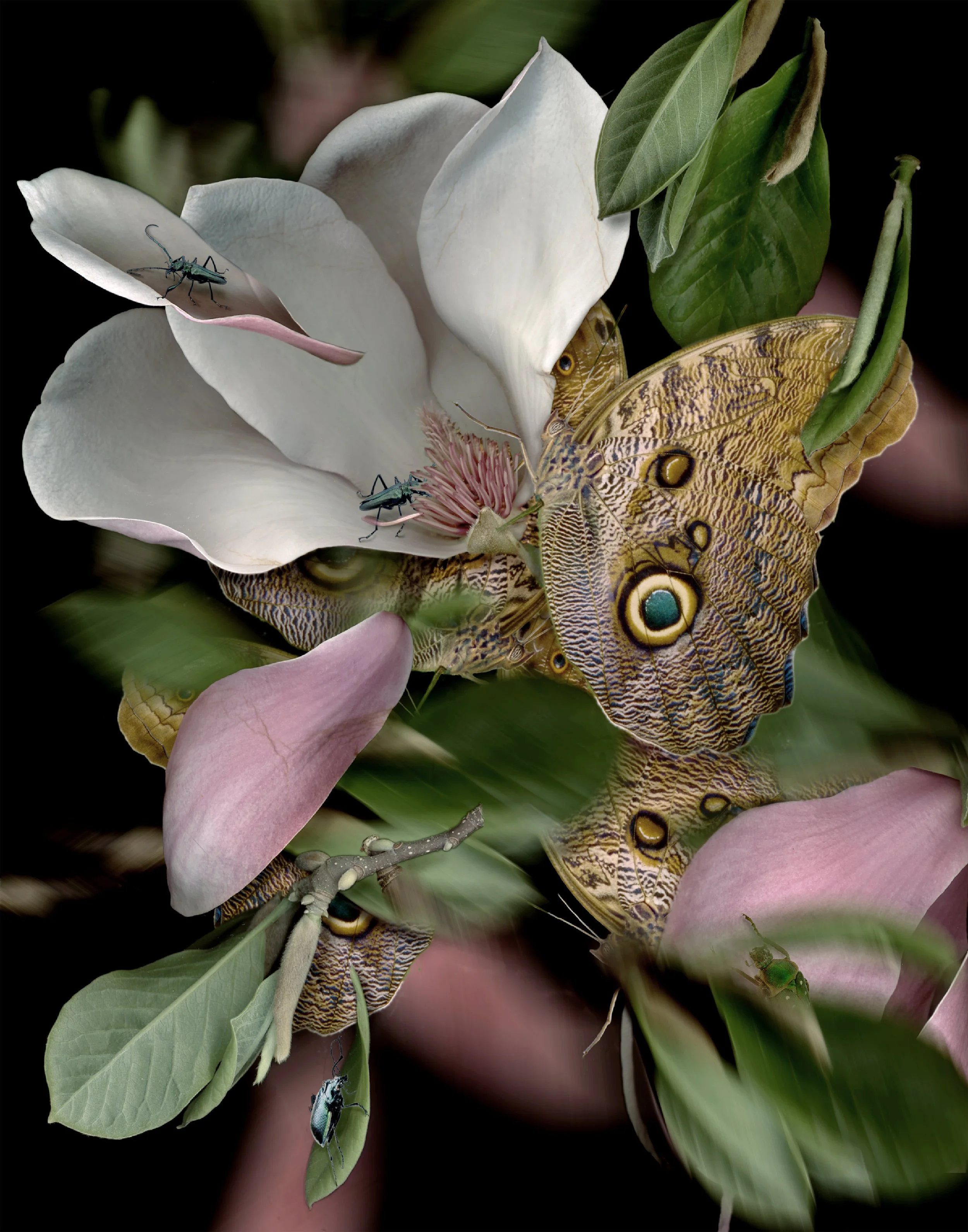 Magnolia + Magnificent Owl Owl copy.jpg