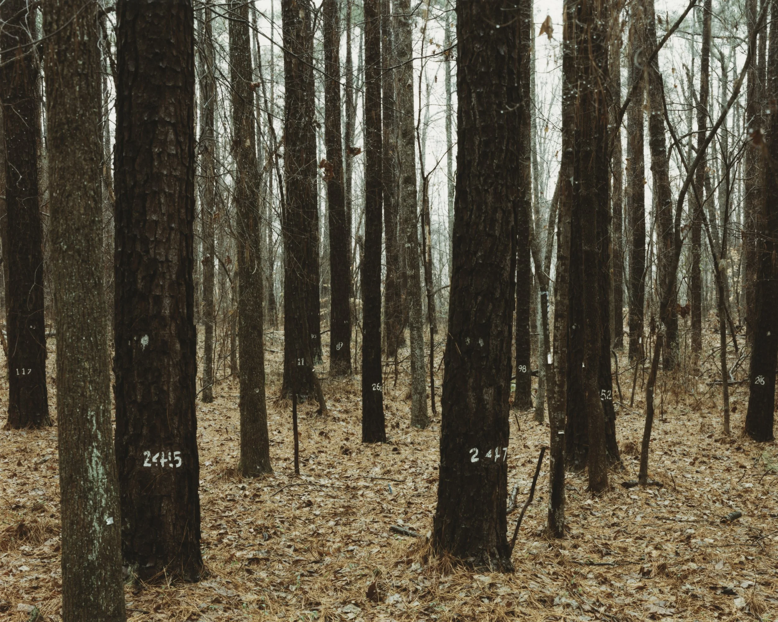 Peter Goin Original 1