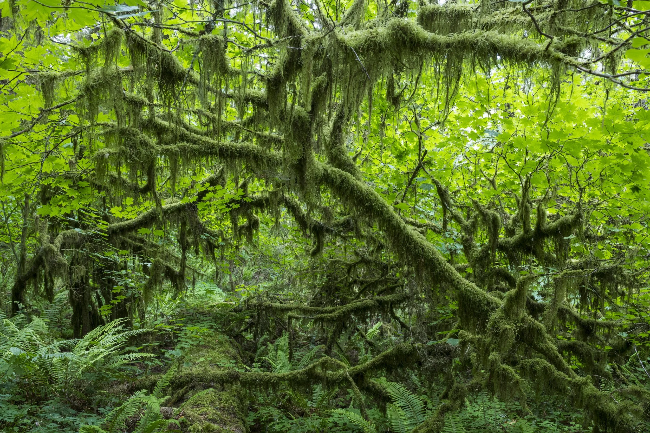 D2CookJenshelNew01_American Forests.jpg