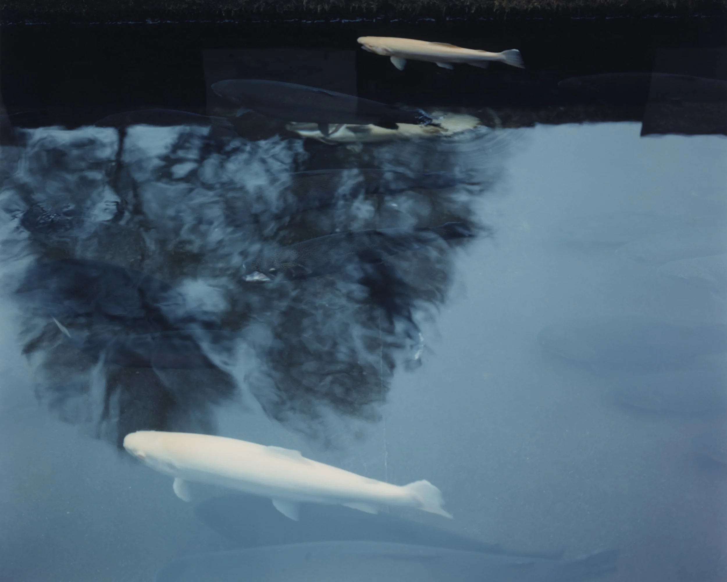 Peter Goin Original 2