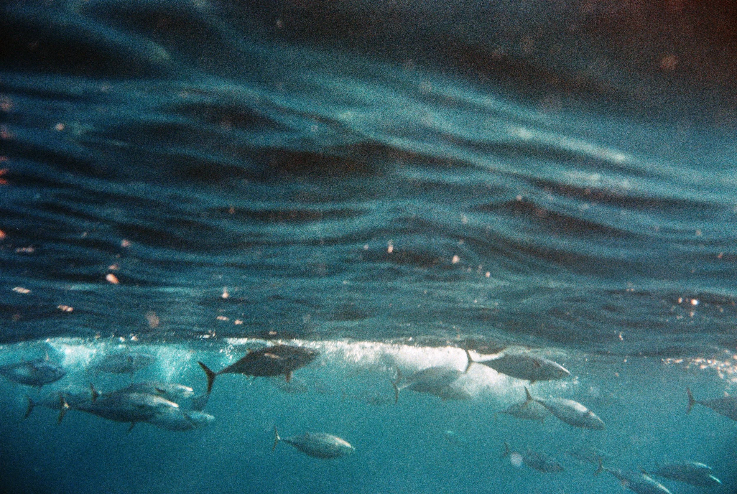 Bobby Abrahamson New 2