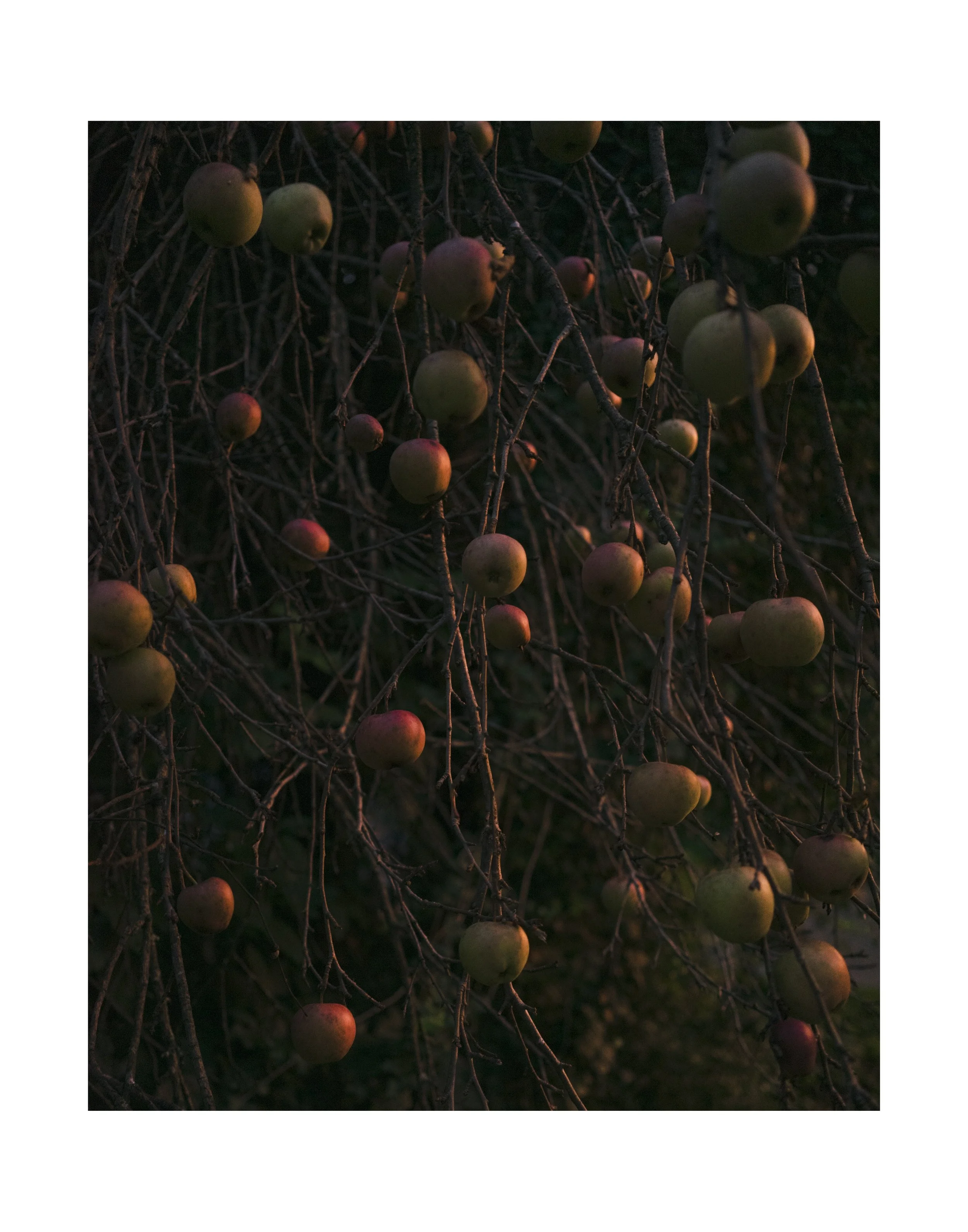 Matthew Casteel New 1