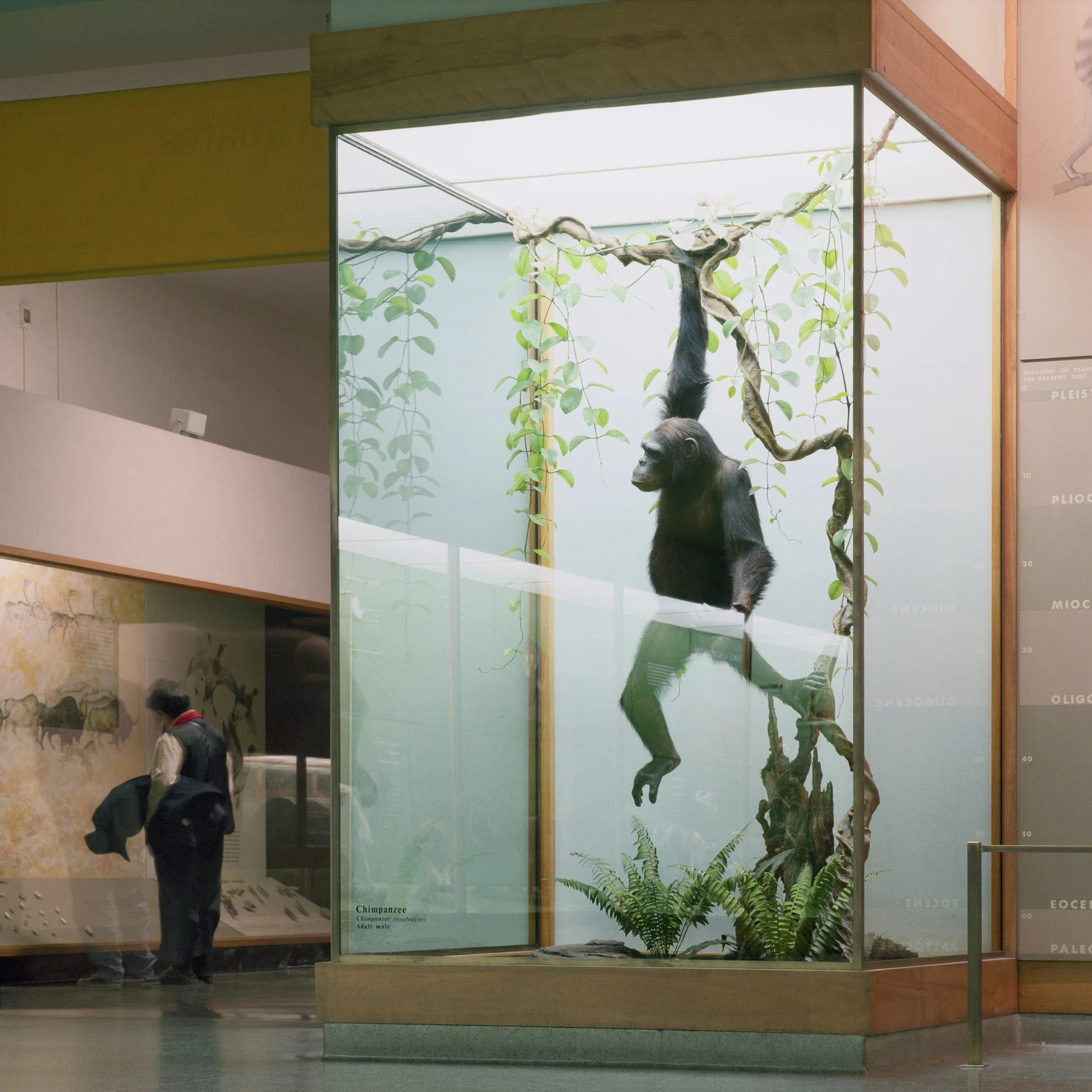 Allen Maertz Original 2