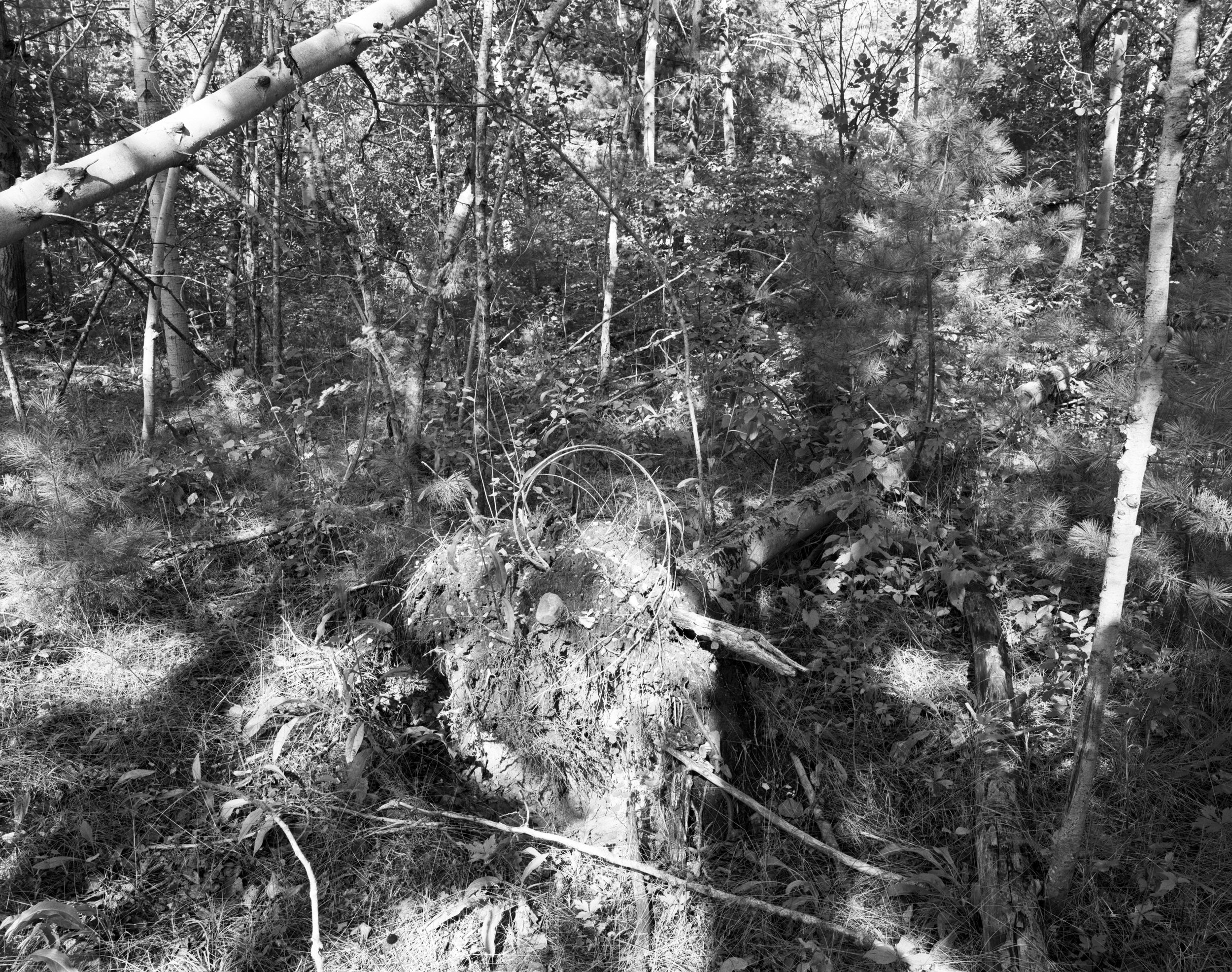 D2Rollins1995Orig02 Rich Rollins.jpg