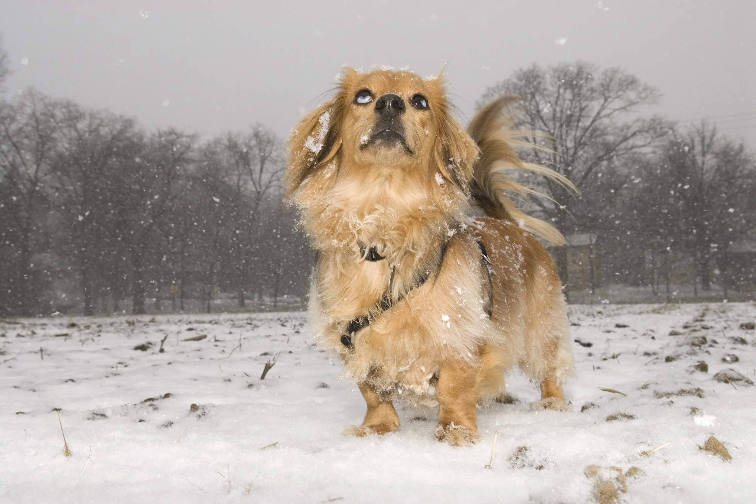 dog 1 Blue Sky Gallery.jpg