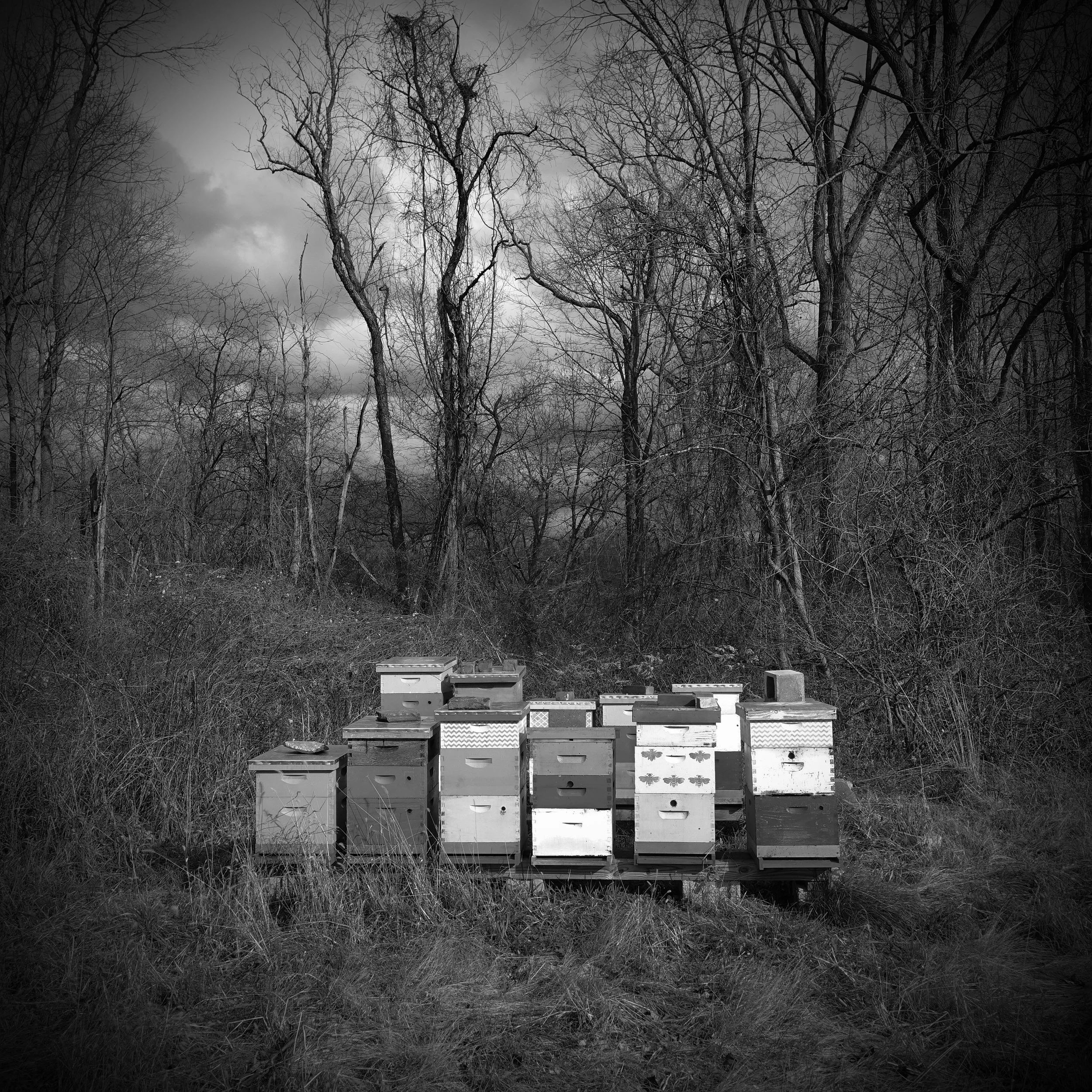 D5_JulieMihaly_Now_01_Beehives.jpg