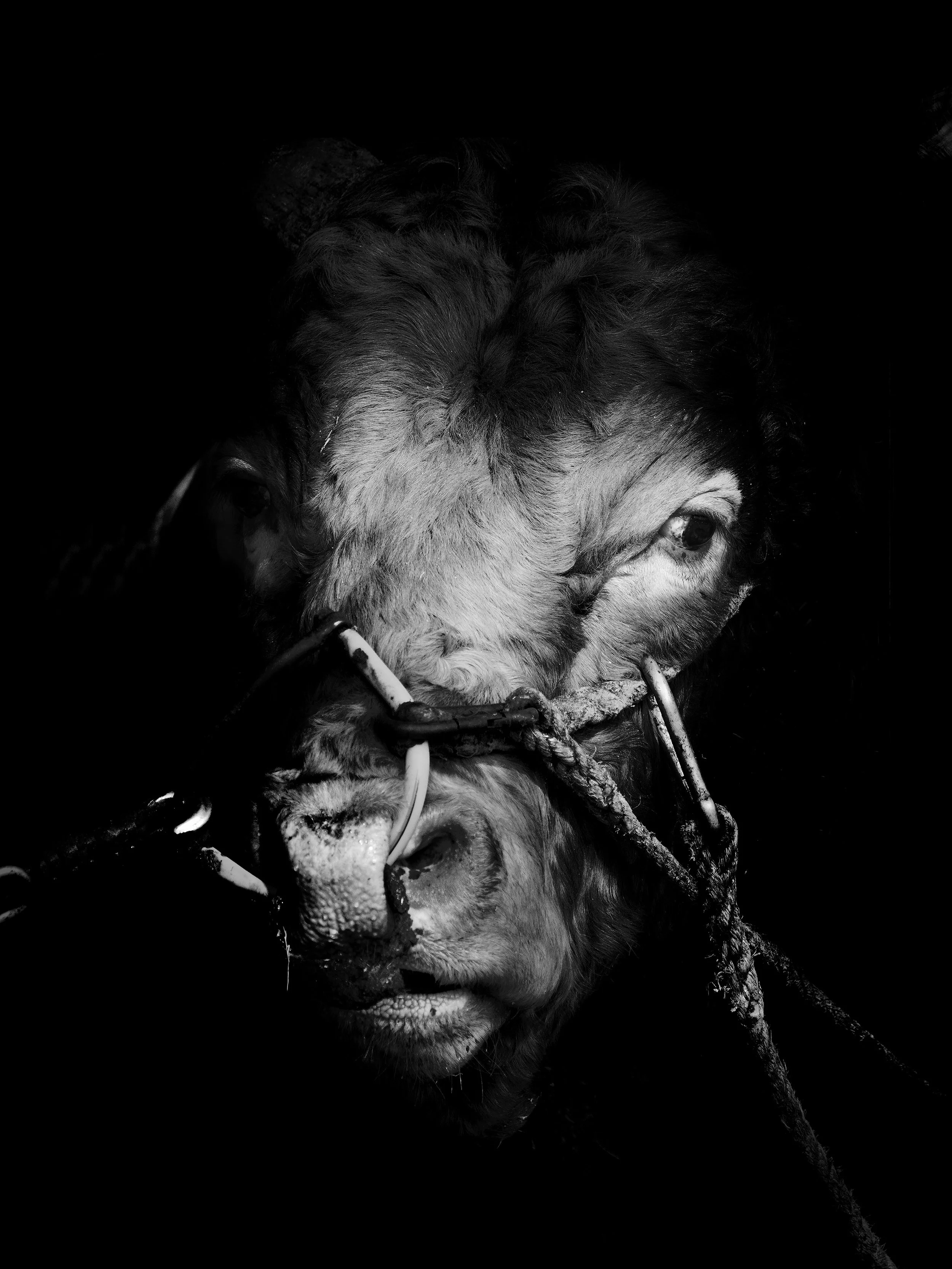 Fighting Bull01.jpeg