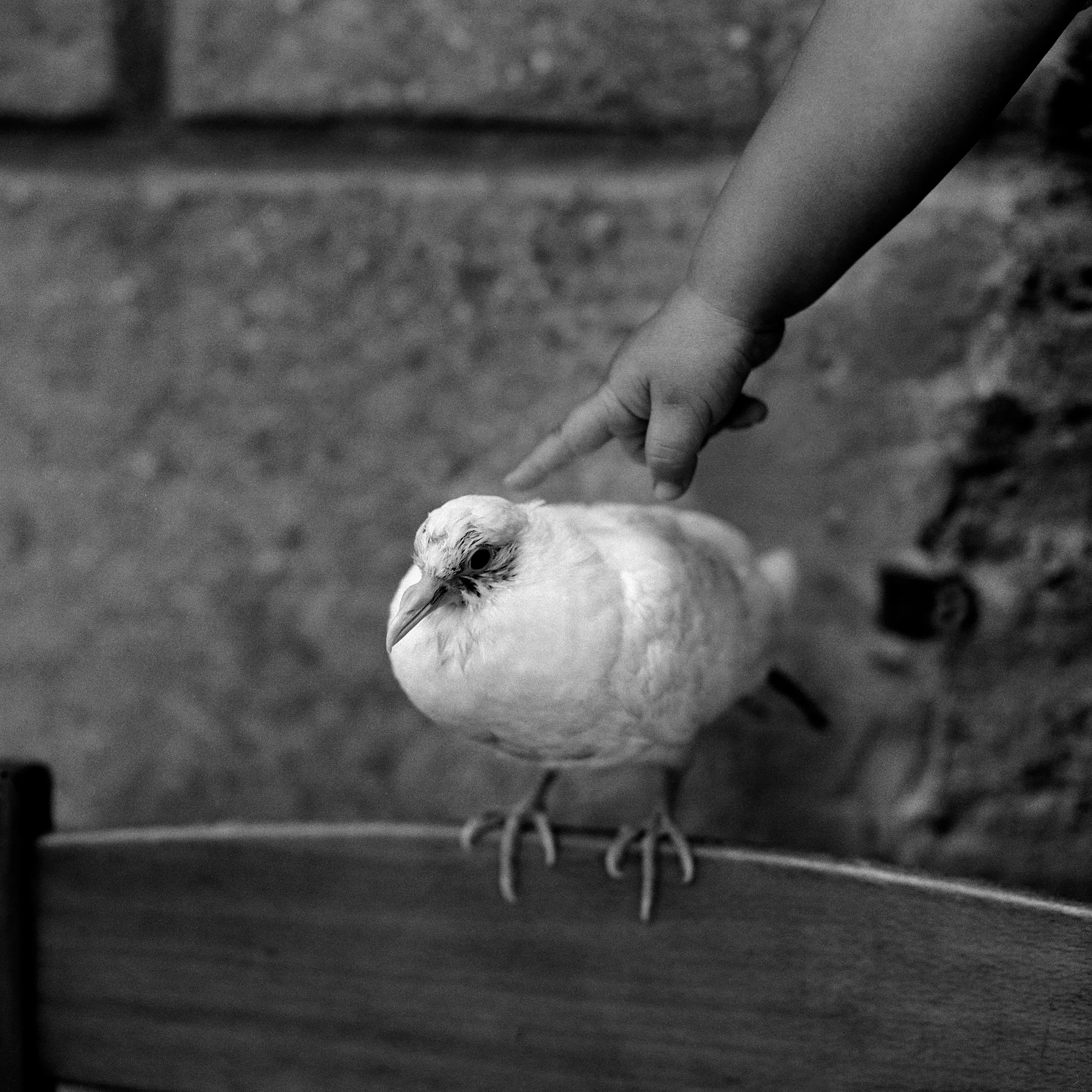 D3Feinsteinorig01 Gloria Baker Feinstein.jpg