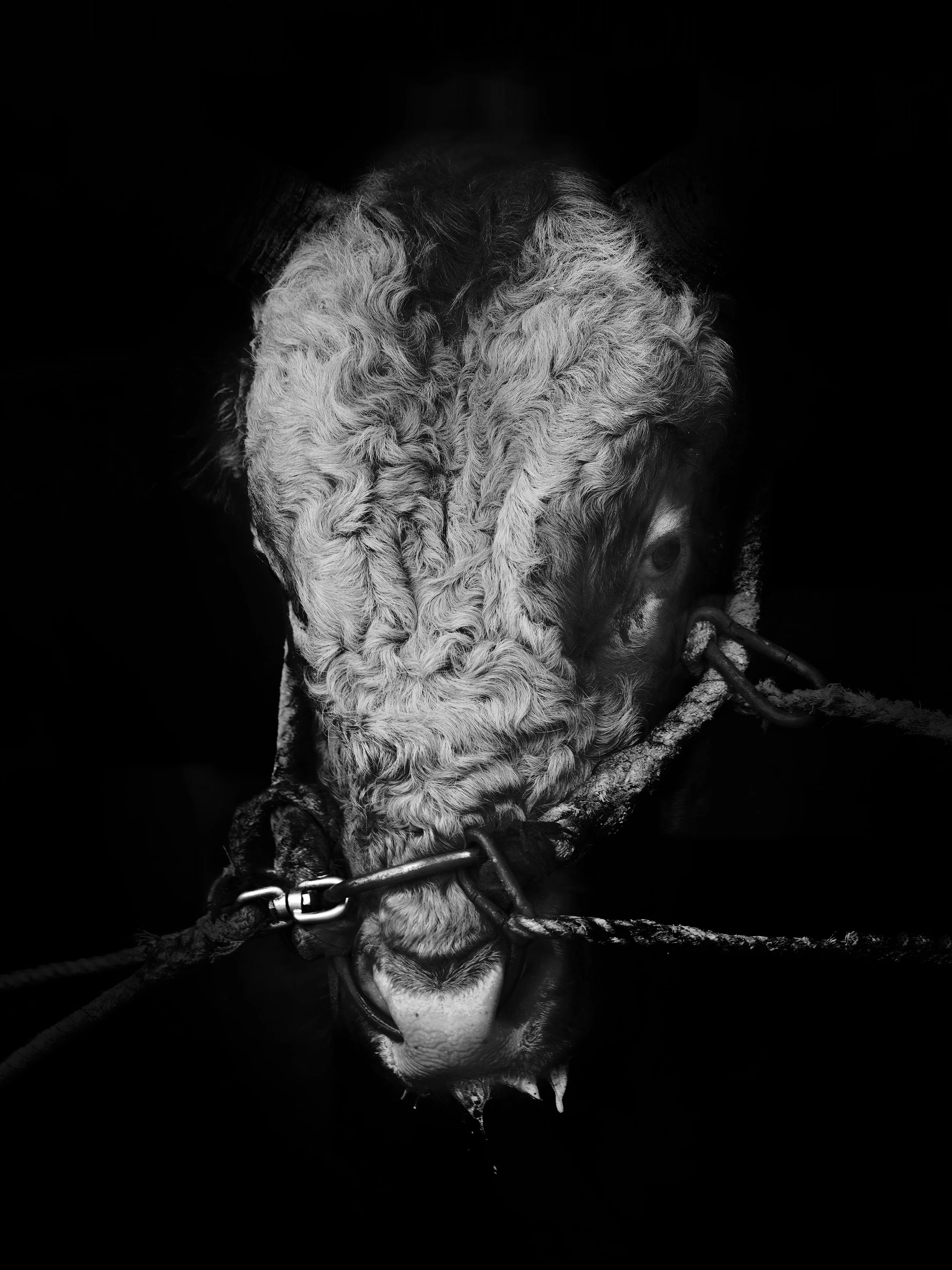 Fighting Bull03.jpeg