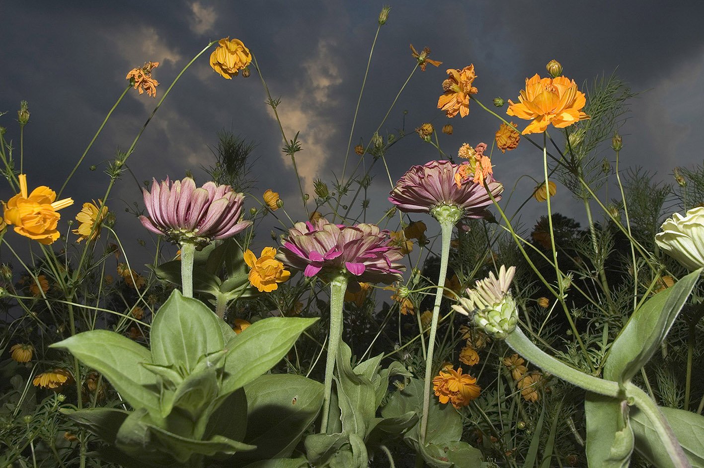 flowers 3 tony mendoza Blue Sky Gallery.jpg