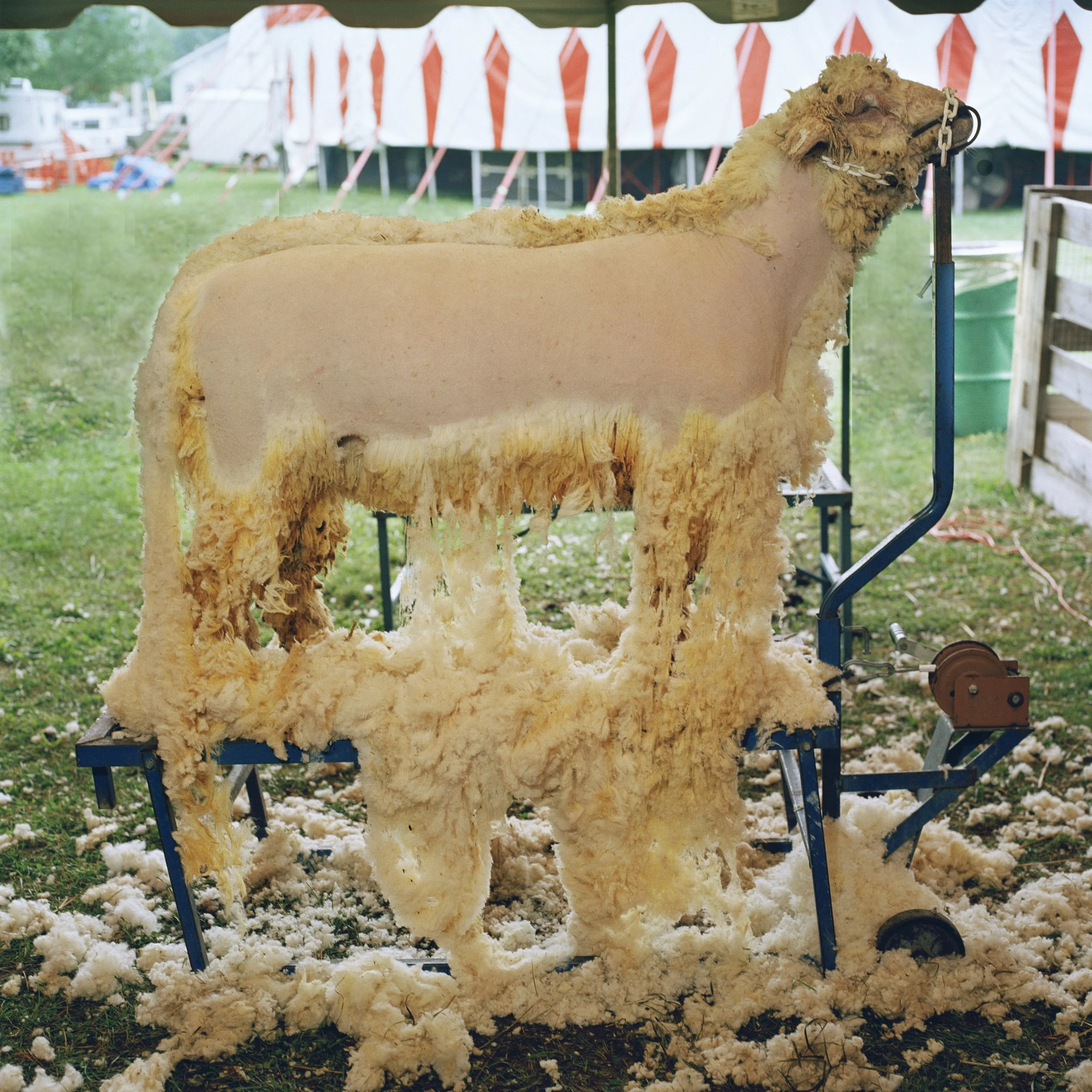 Dan Nelken Original 1