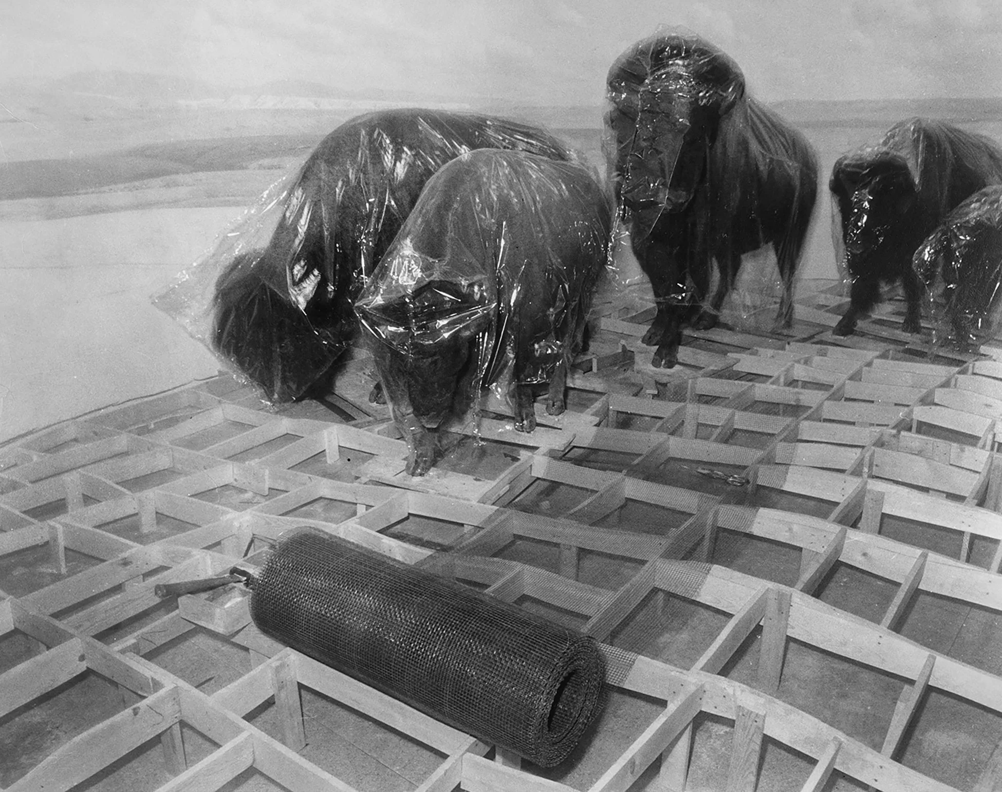 1980AMNH13 copy Blue Sky Gallery.jpg