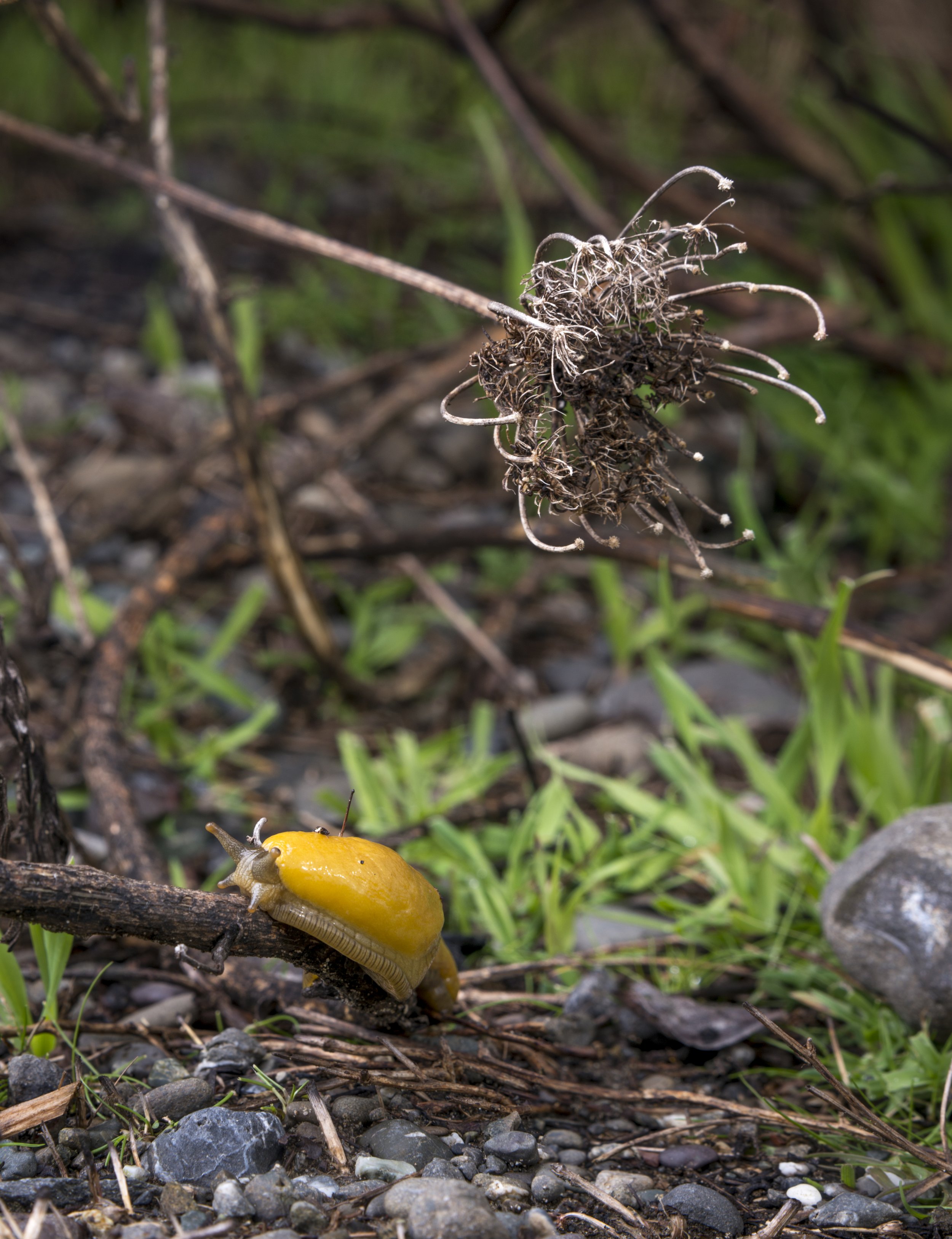 D4HillNew01_Banana_Slug Nicole Hill.jpg