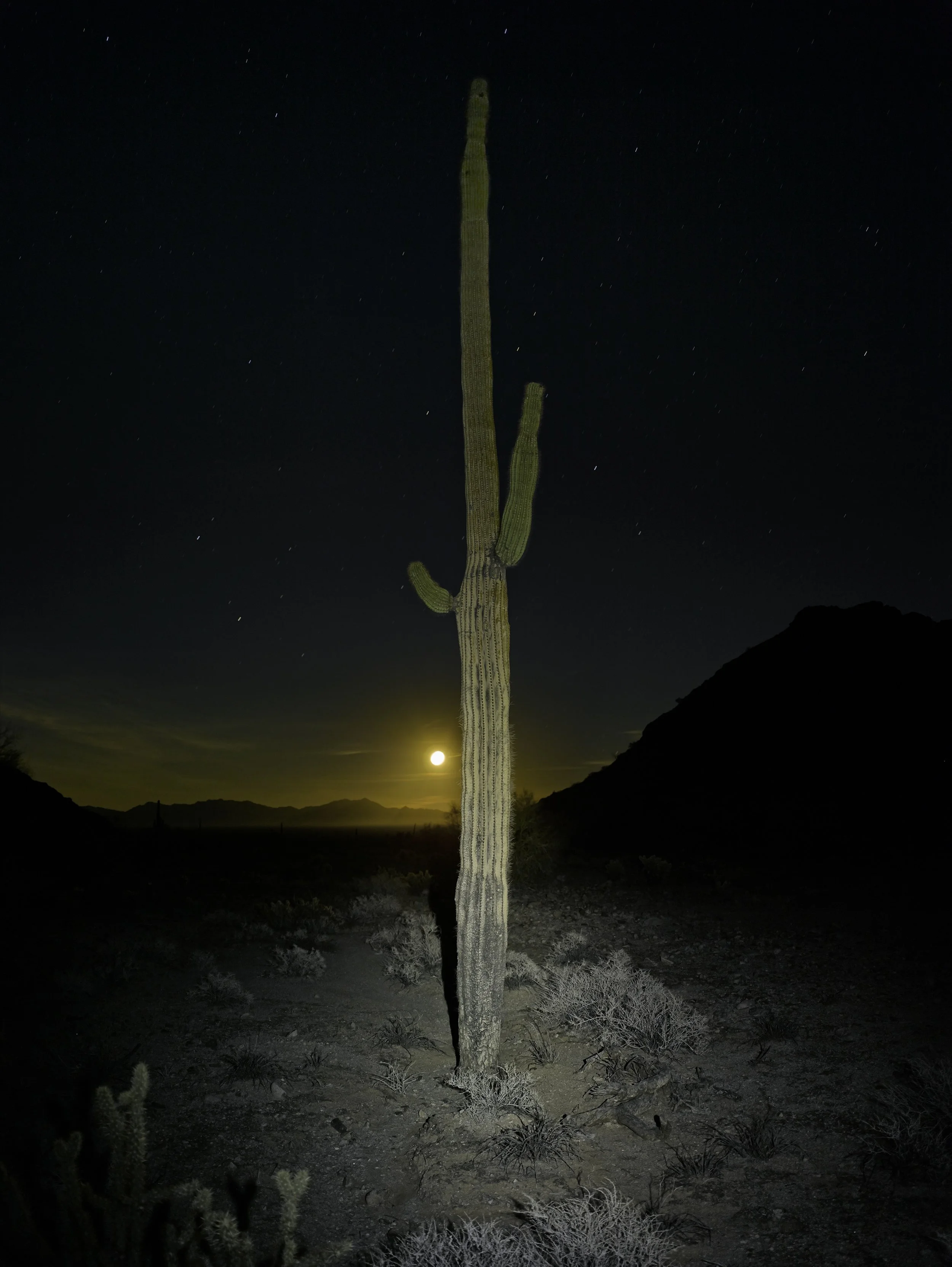 Saguaro lit by headlamp with moon 2015 KLETT Mark Klett.jpg
