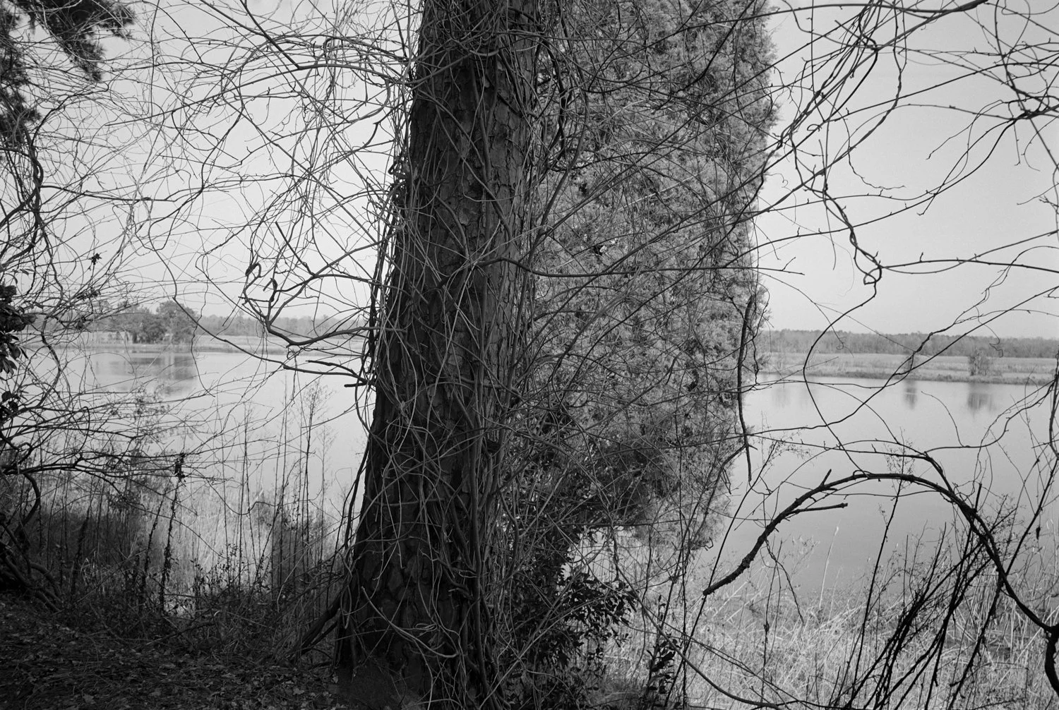 Diane Cook Original 2