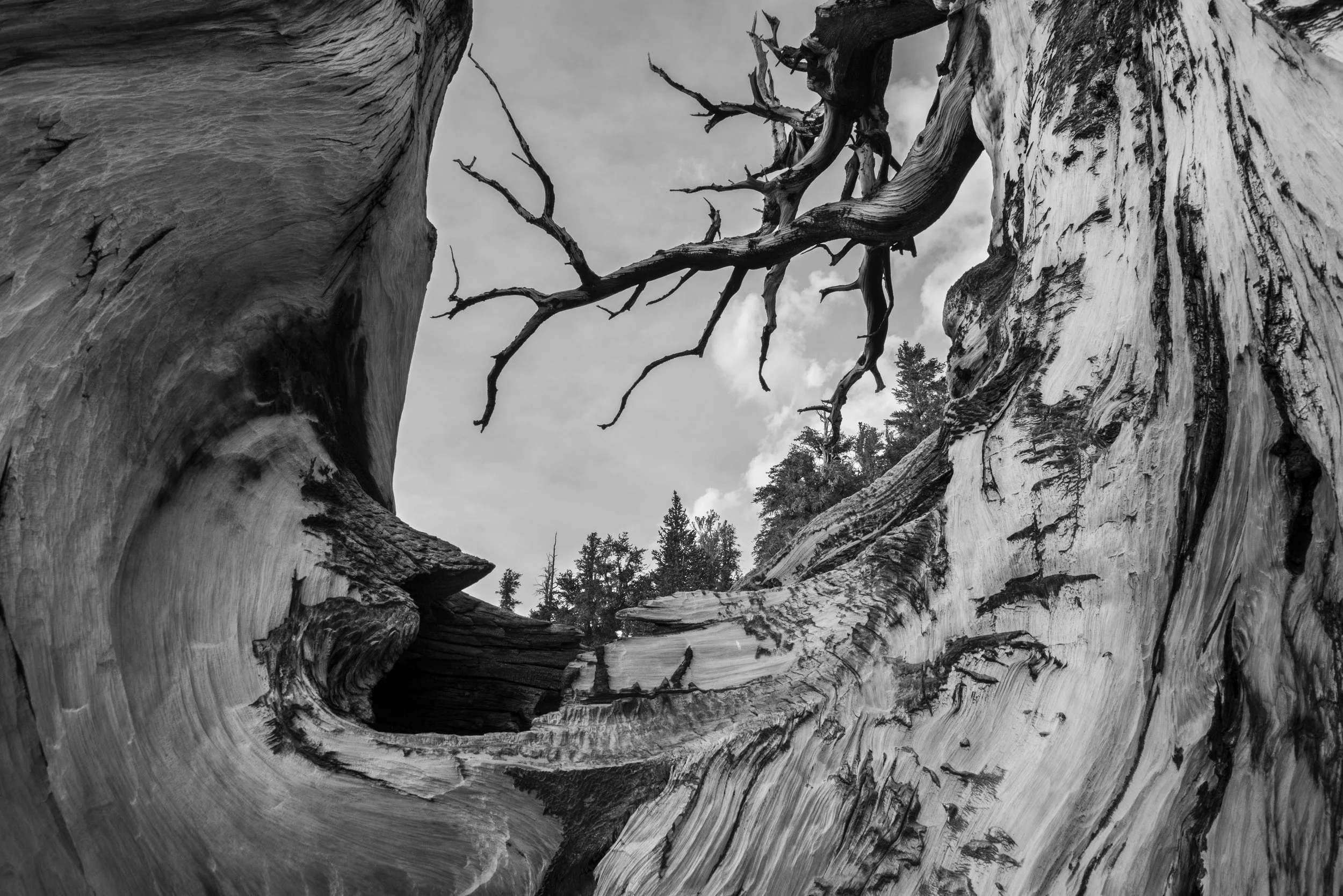 D2CookJenshelNew02_American Forests.jpg