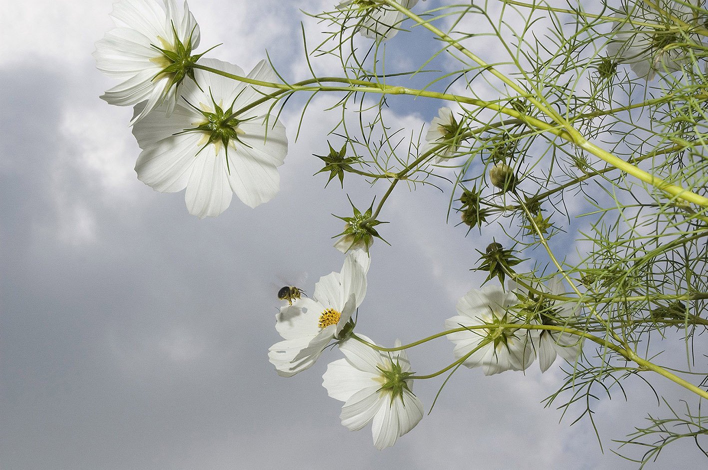 flowers 4 tony mendoza Blue Sky Gallery.jpg