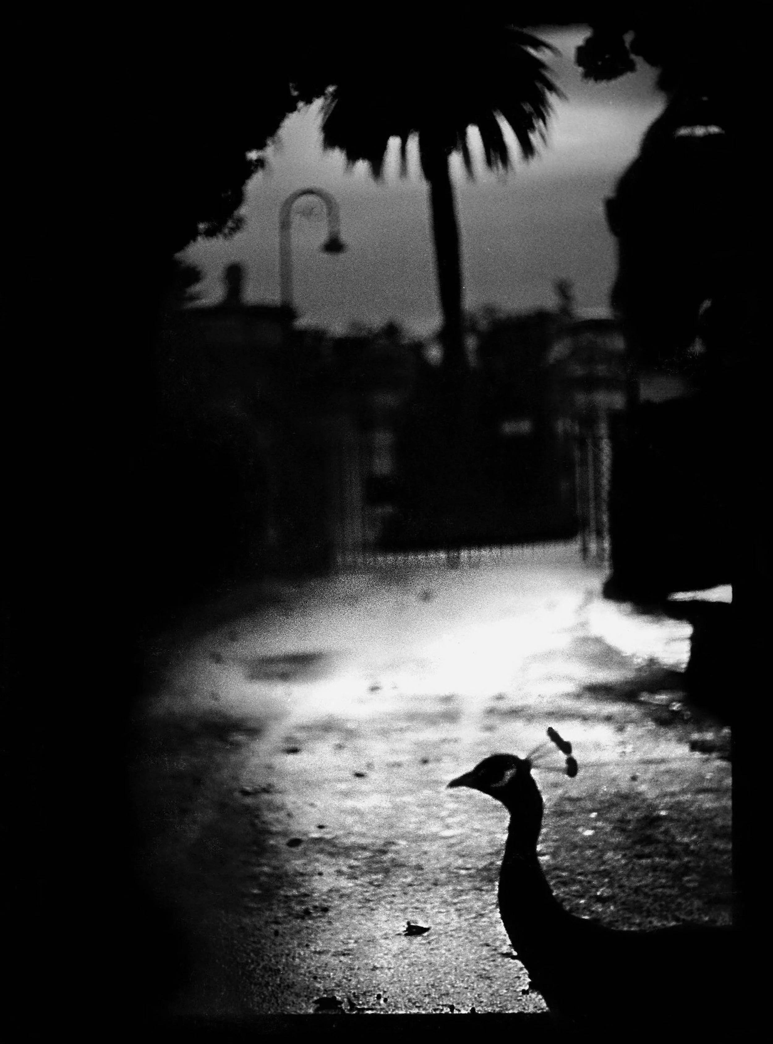 D4BrunelliOrig03 Giacomo Brunelli.jpg
