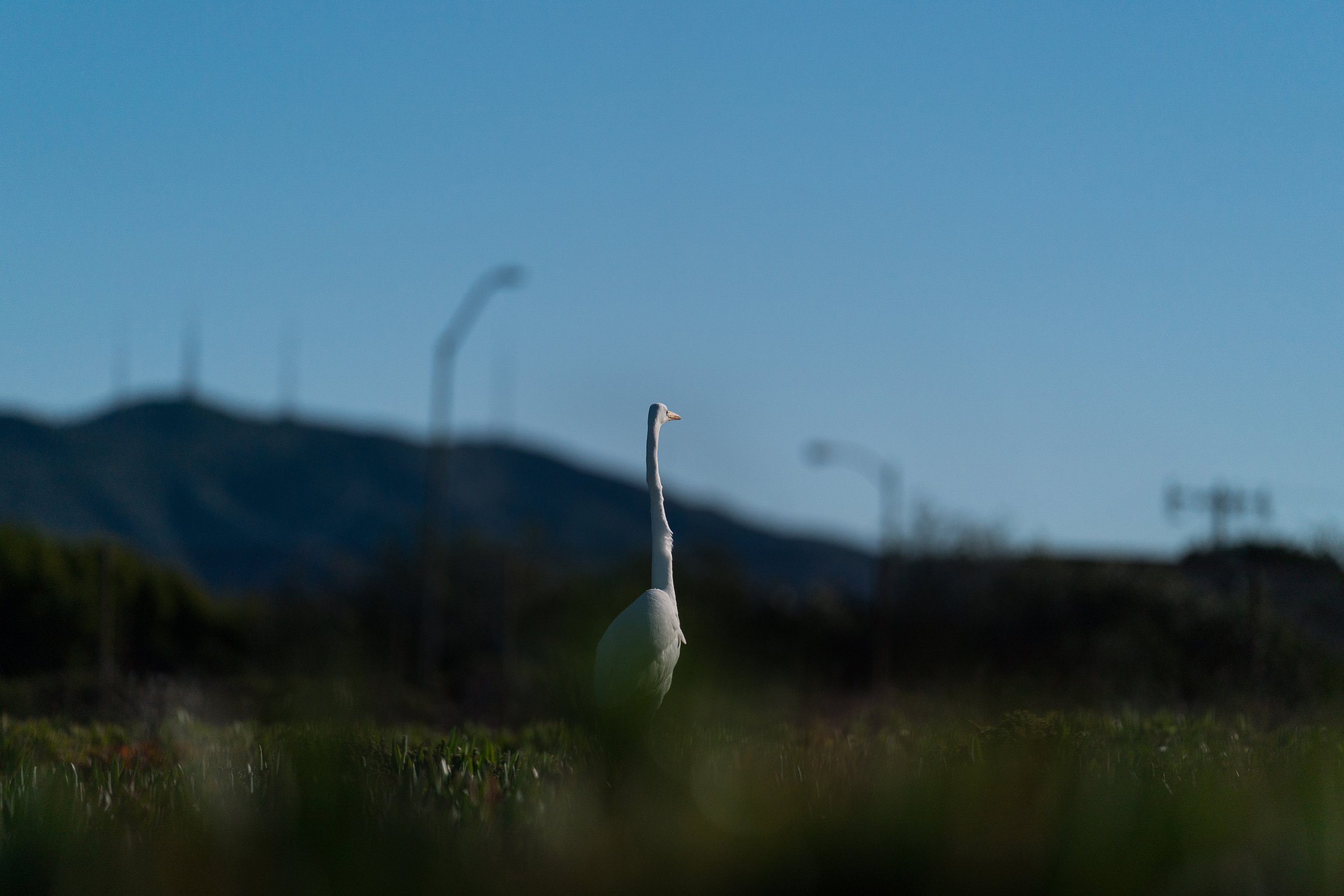 D4 KuperbergNew03 Egret.jpg