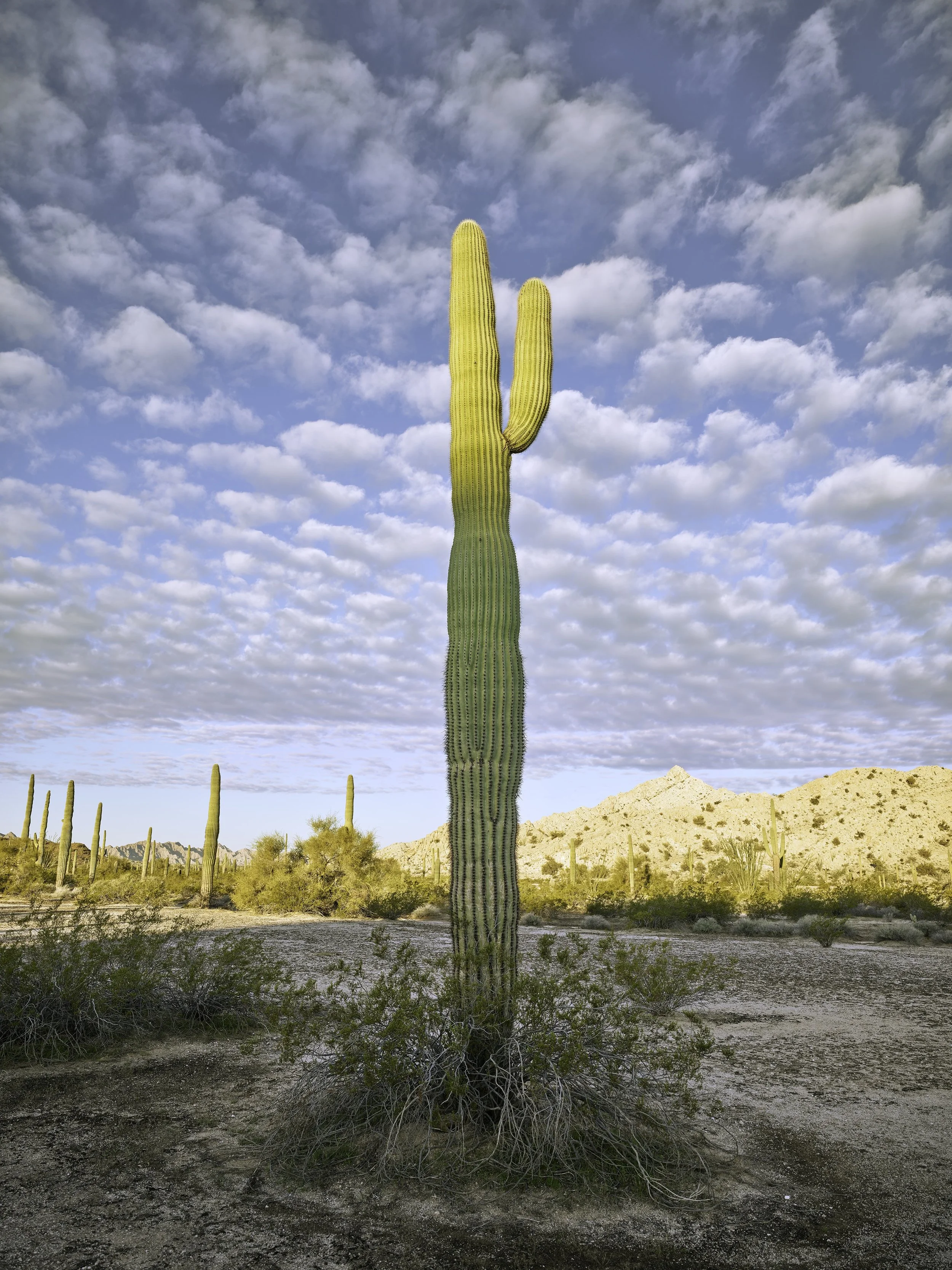 Saguaro 1 arm mackerel sky Cabeza 2024 KLETT Mark Klett.jpg